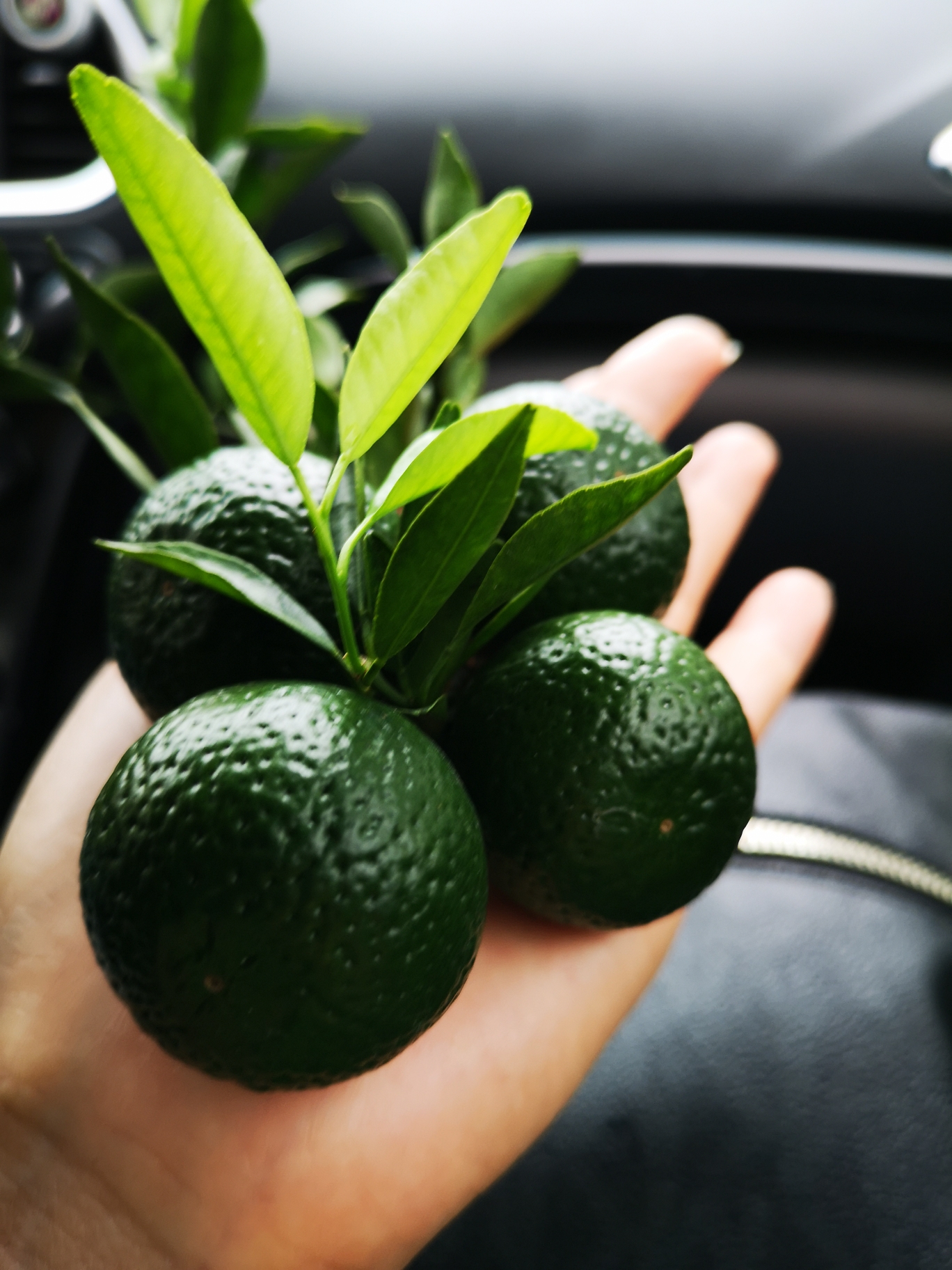 七月头采小青柑,盛夏的馈赠!七月初始果～令你一见钟情～恋恋不忘