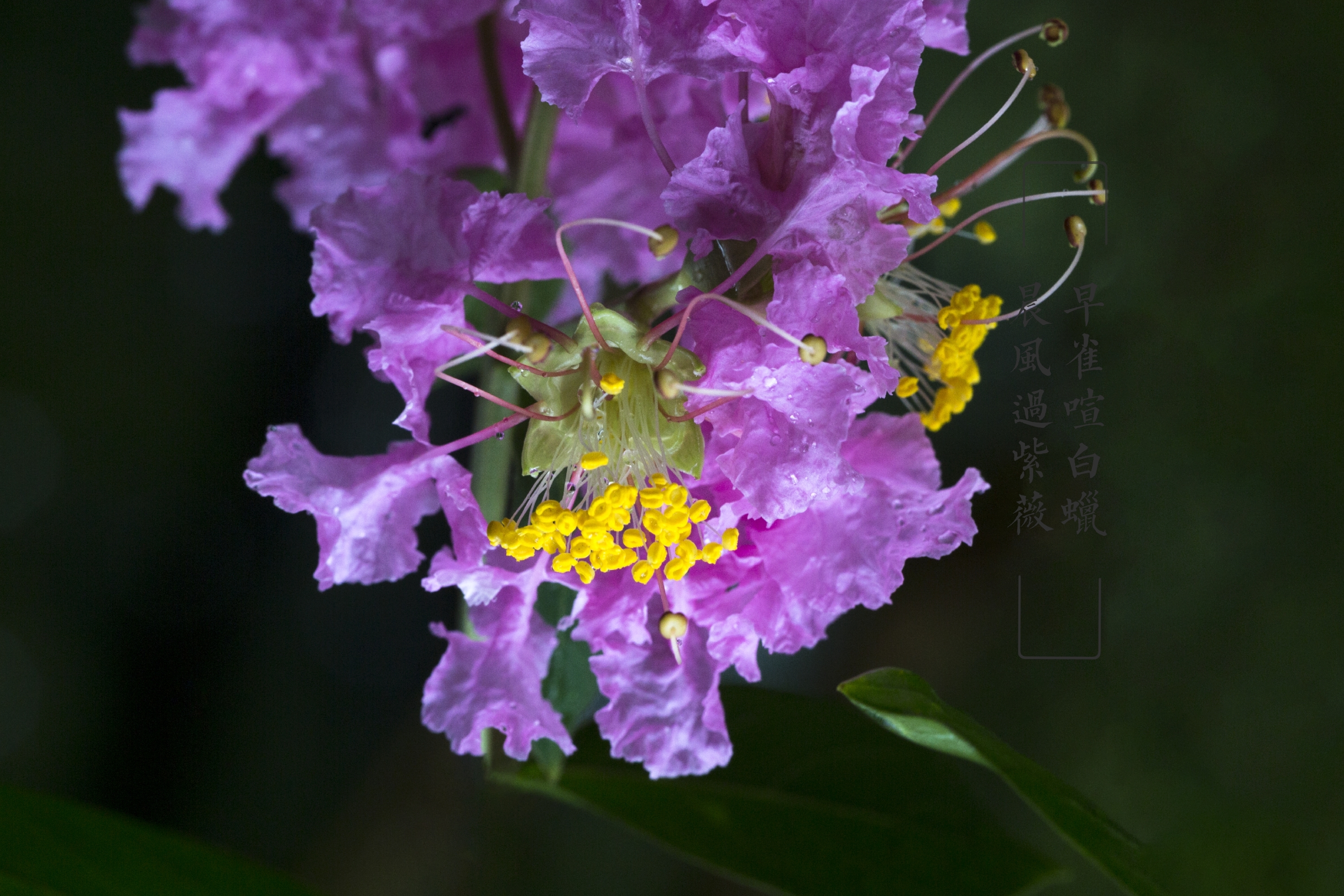 雨中紫薇花(vv首发)