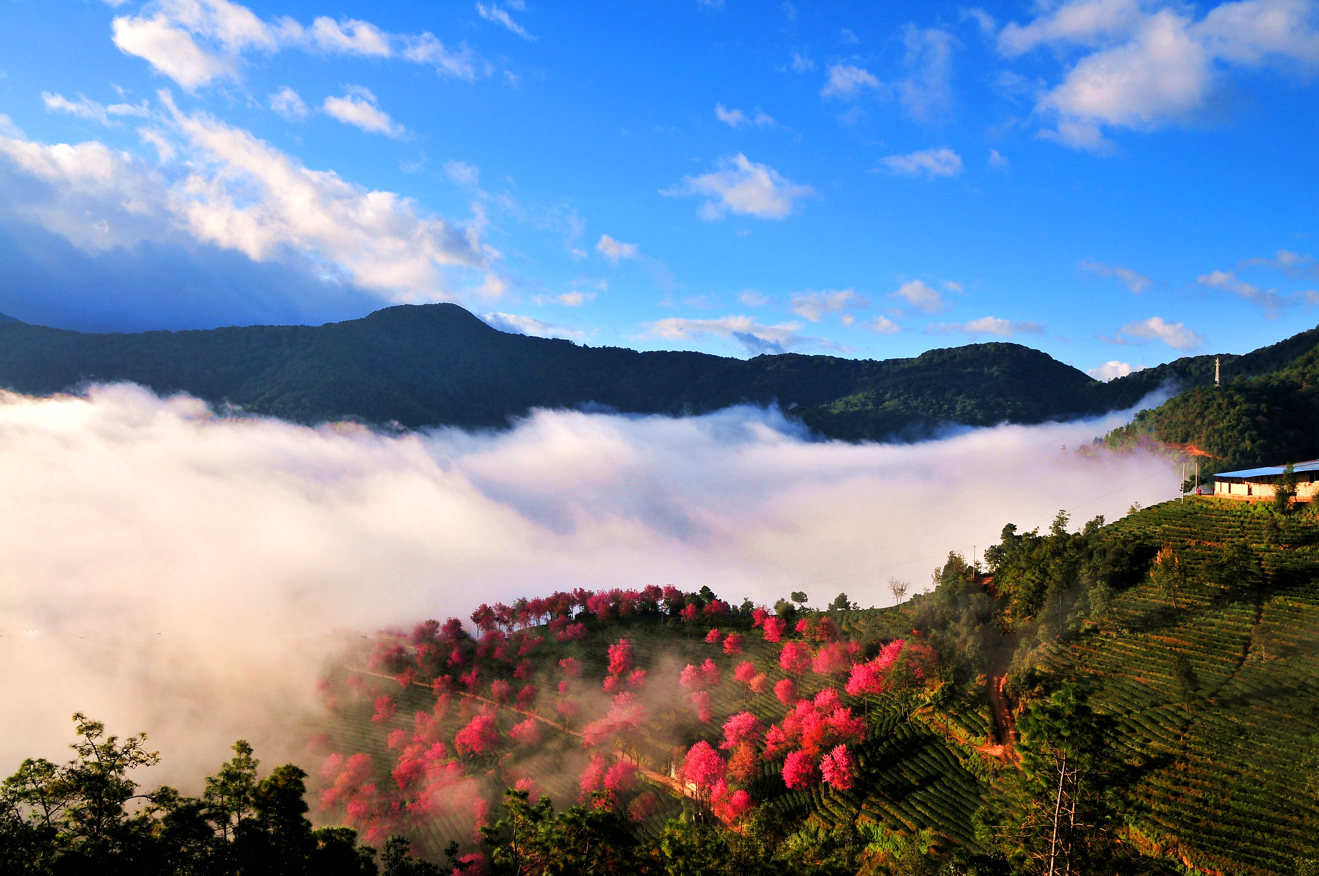 南涧樱花谷.层层绿色的茶山,点缀着粉红的冬樱花.