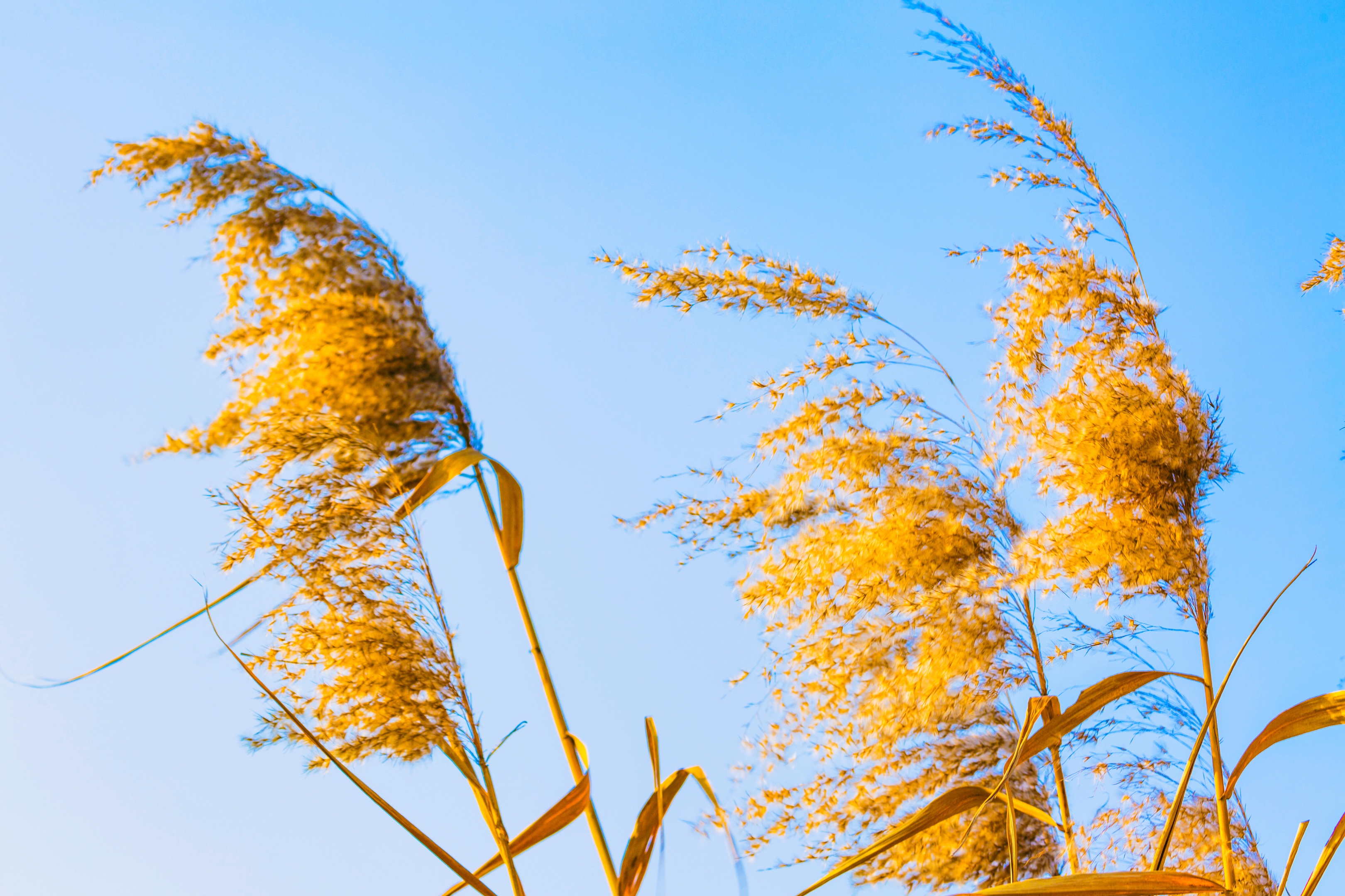 芦花飞舞漫天霜首发