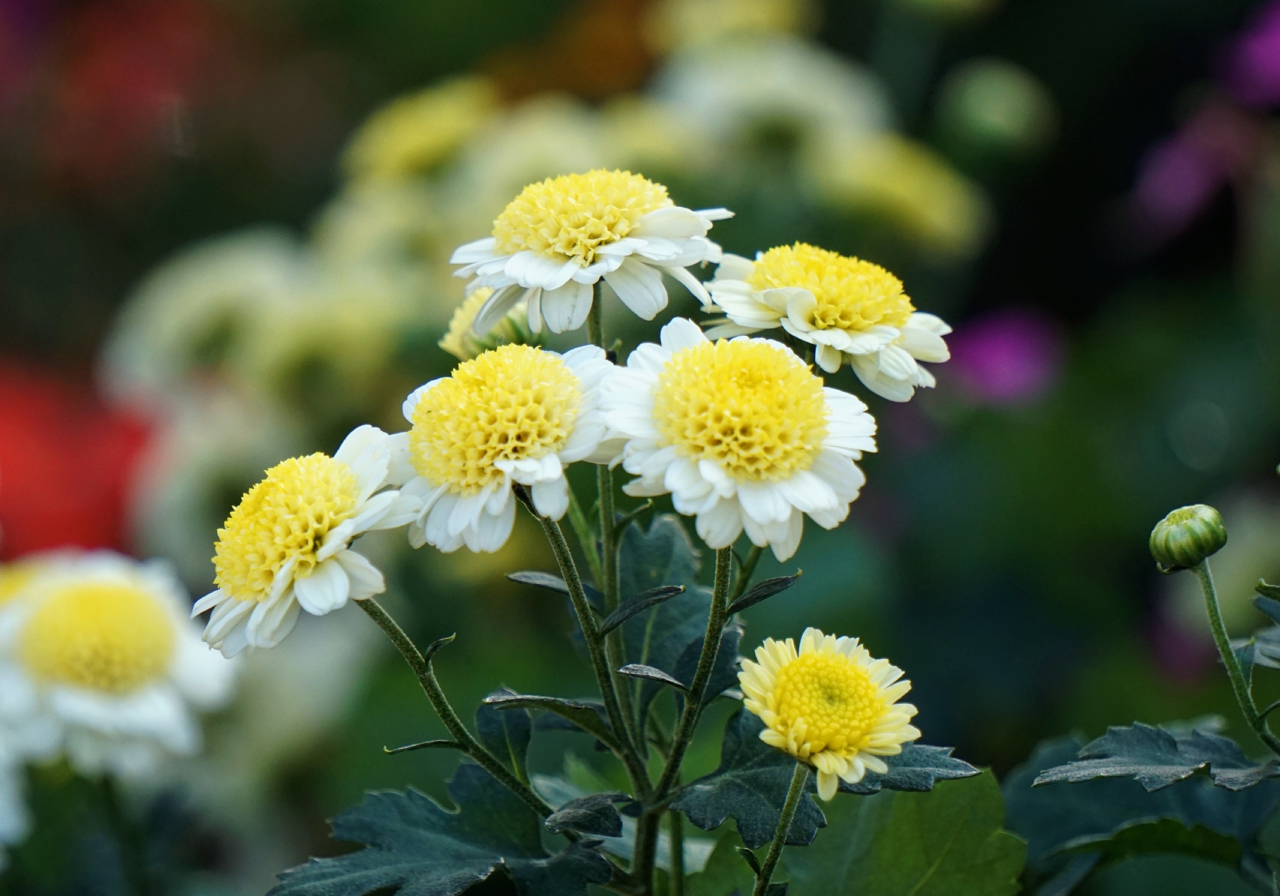 盛开的菊花首发