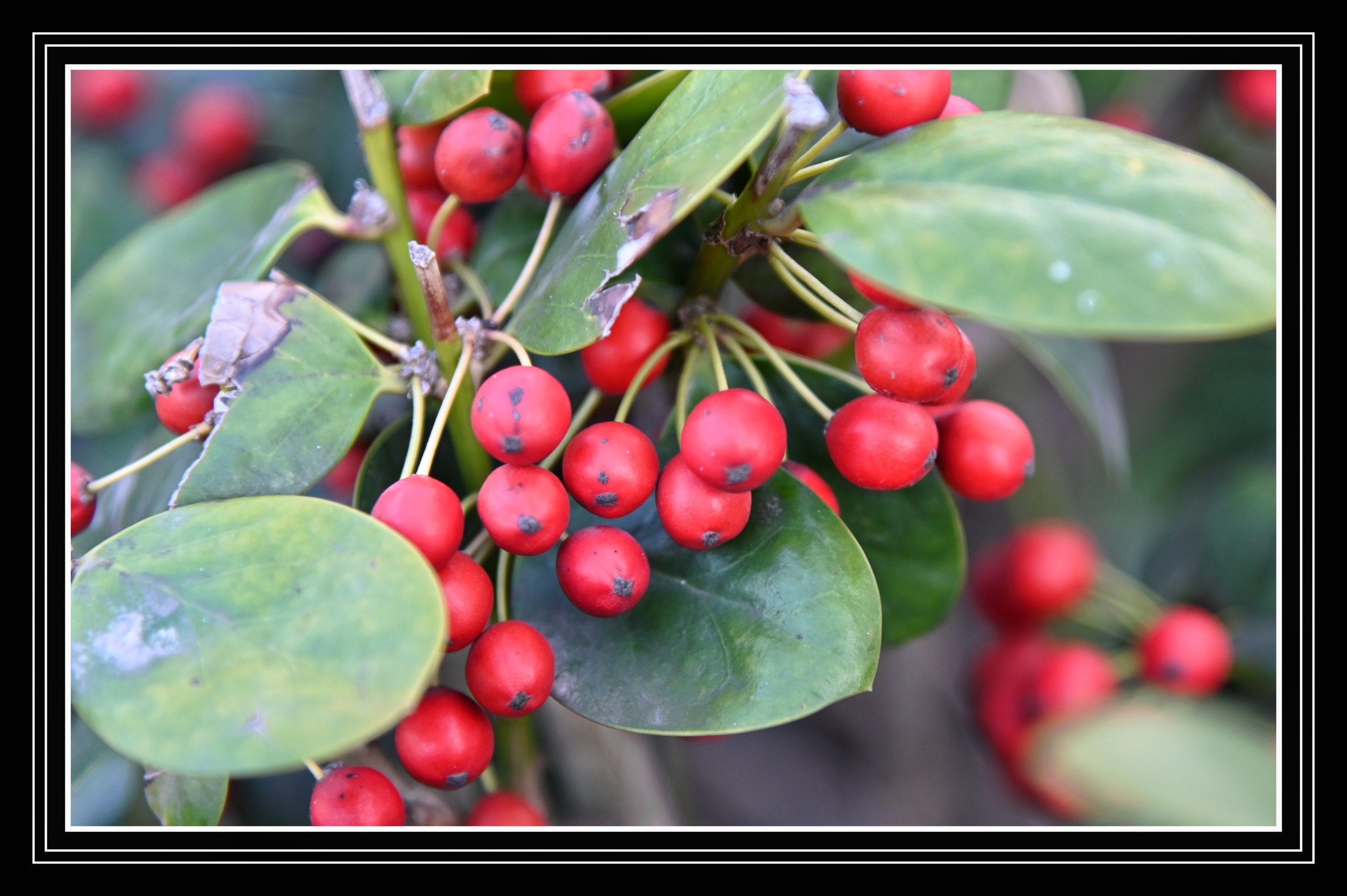 枸骨的花语是保护.