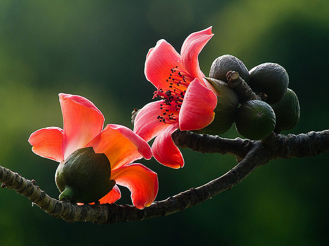 木棉花