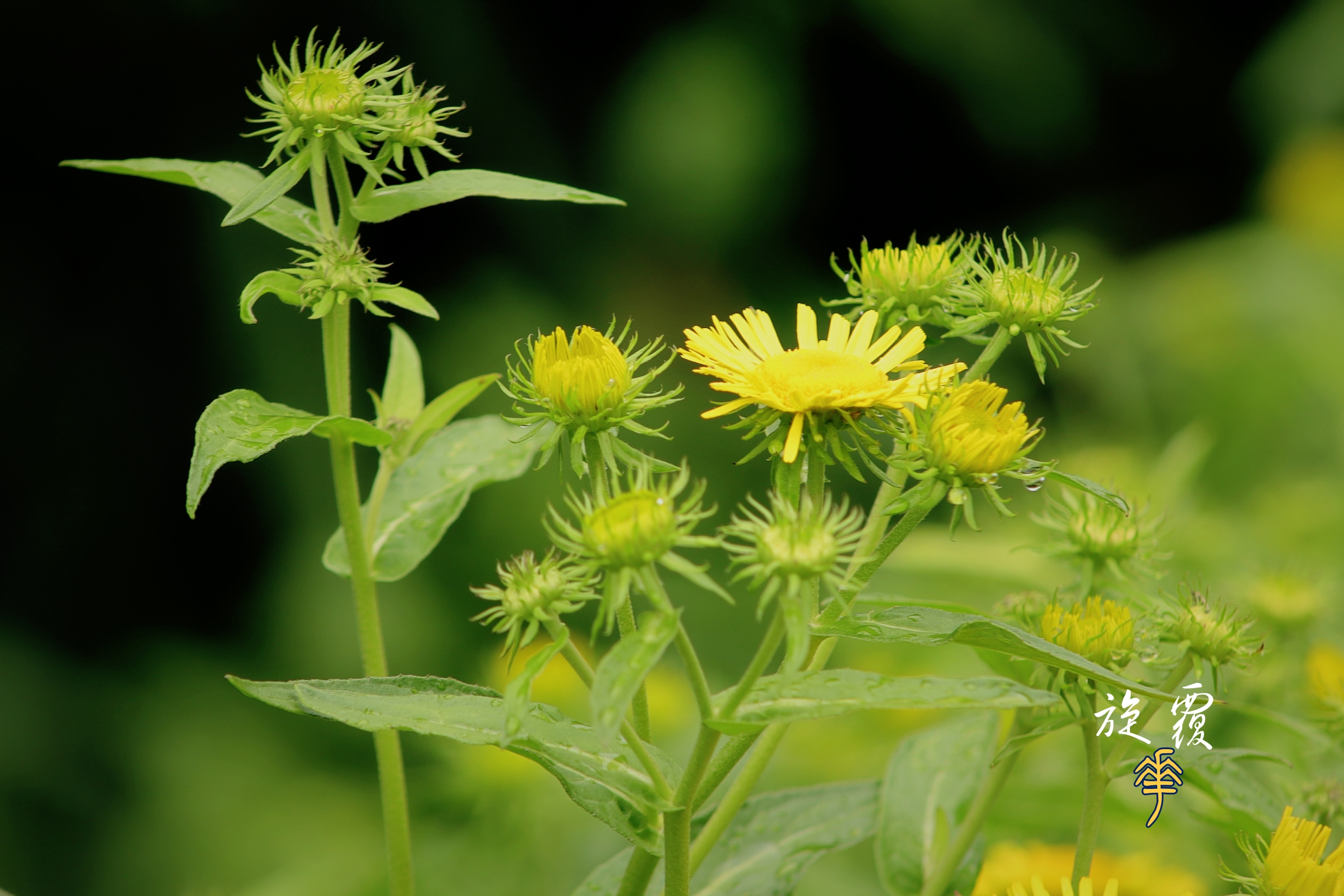 闻新【美摄视界】:美丽的欧亚旋覆花 - vv