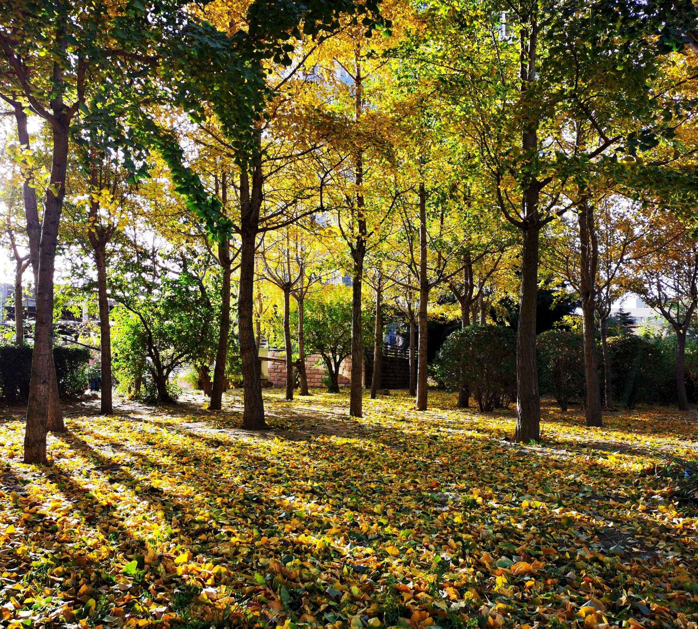 秋天的小树林是一幅色彩斑斓图画首发