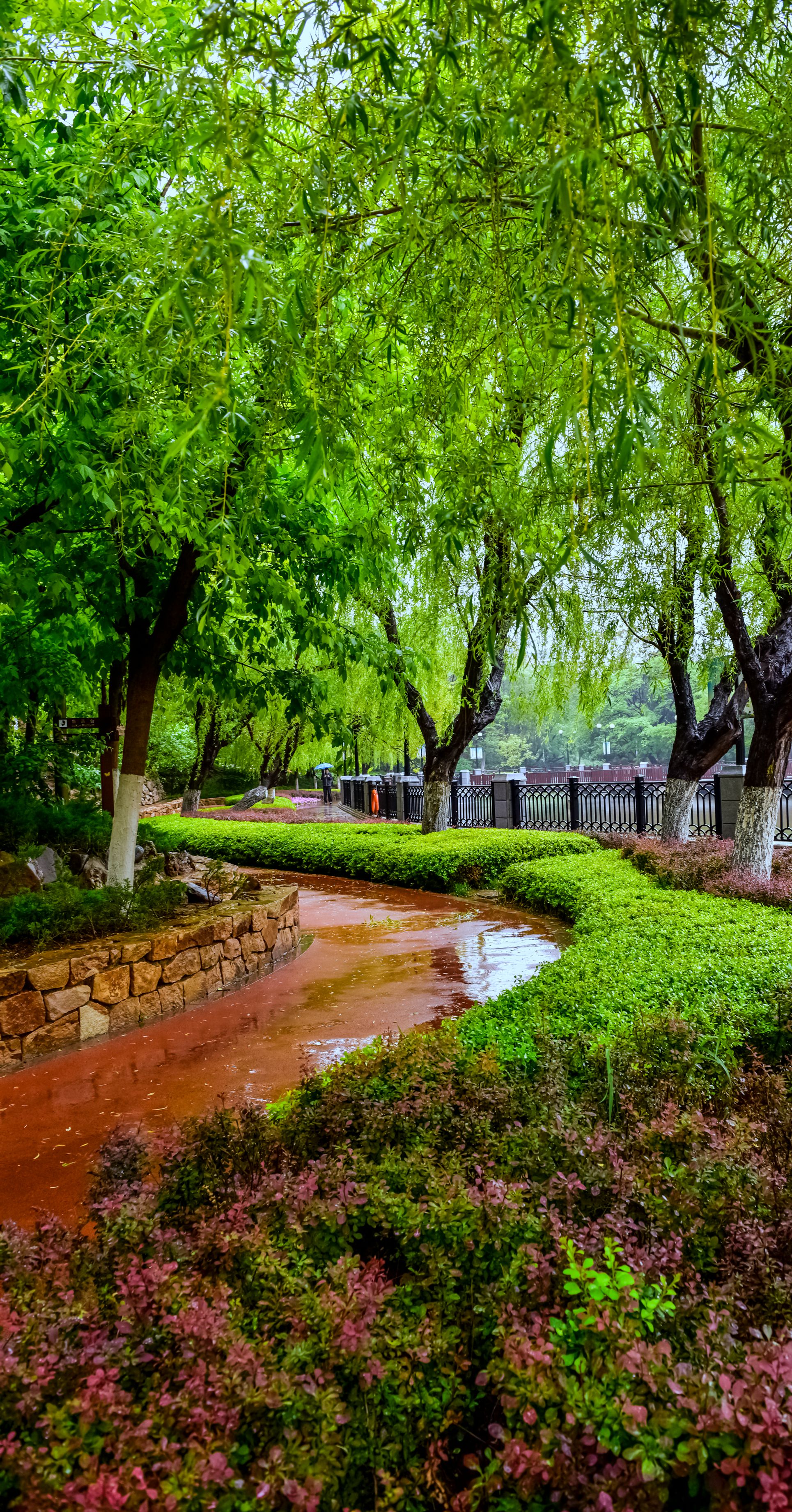 雨中情