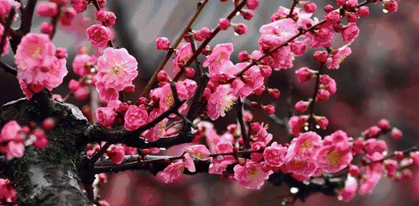 603_297gif 动态图 动图