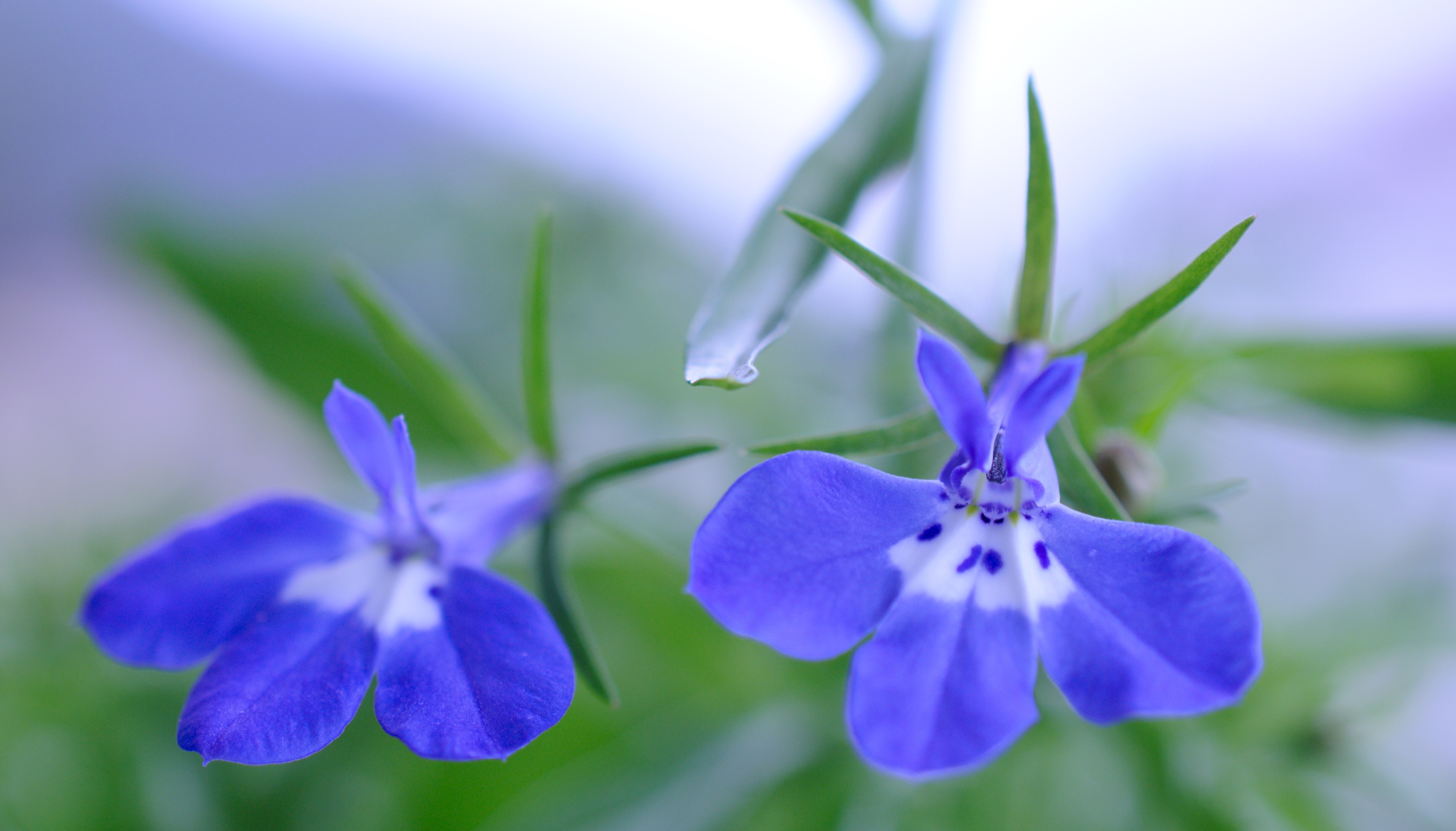 喧喧嚷嚷翠蝶花