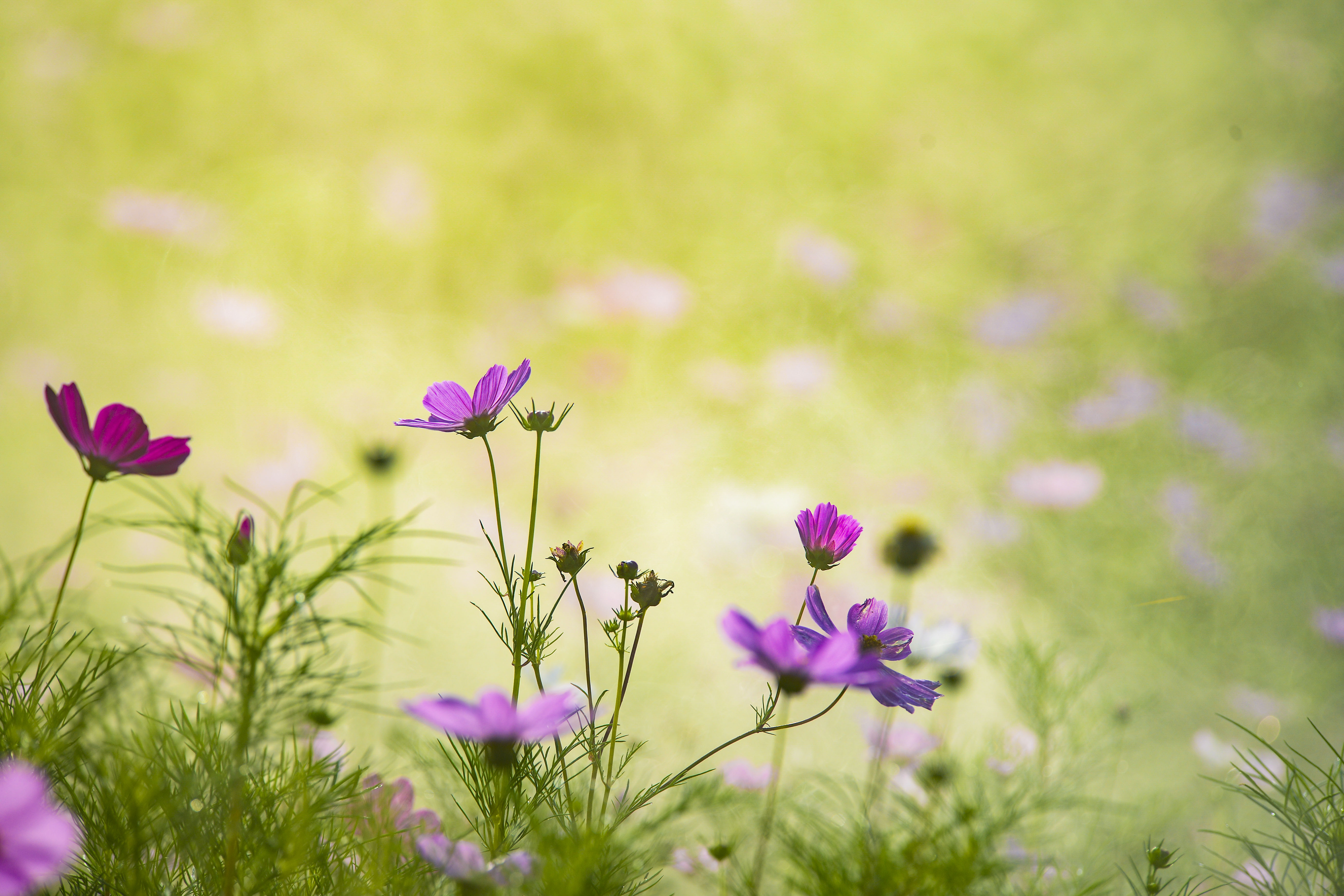 格桑花兒開