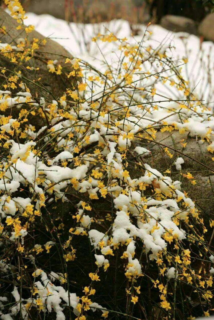 傲雪迎春花