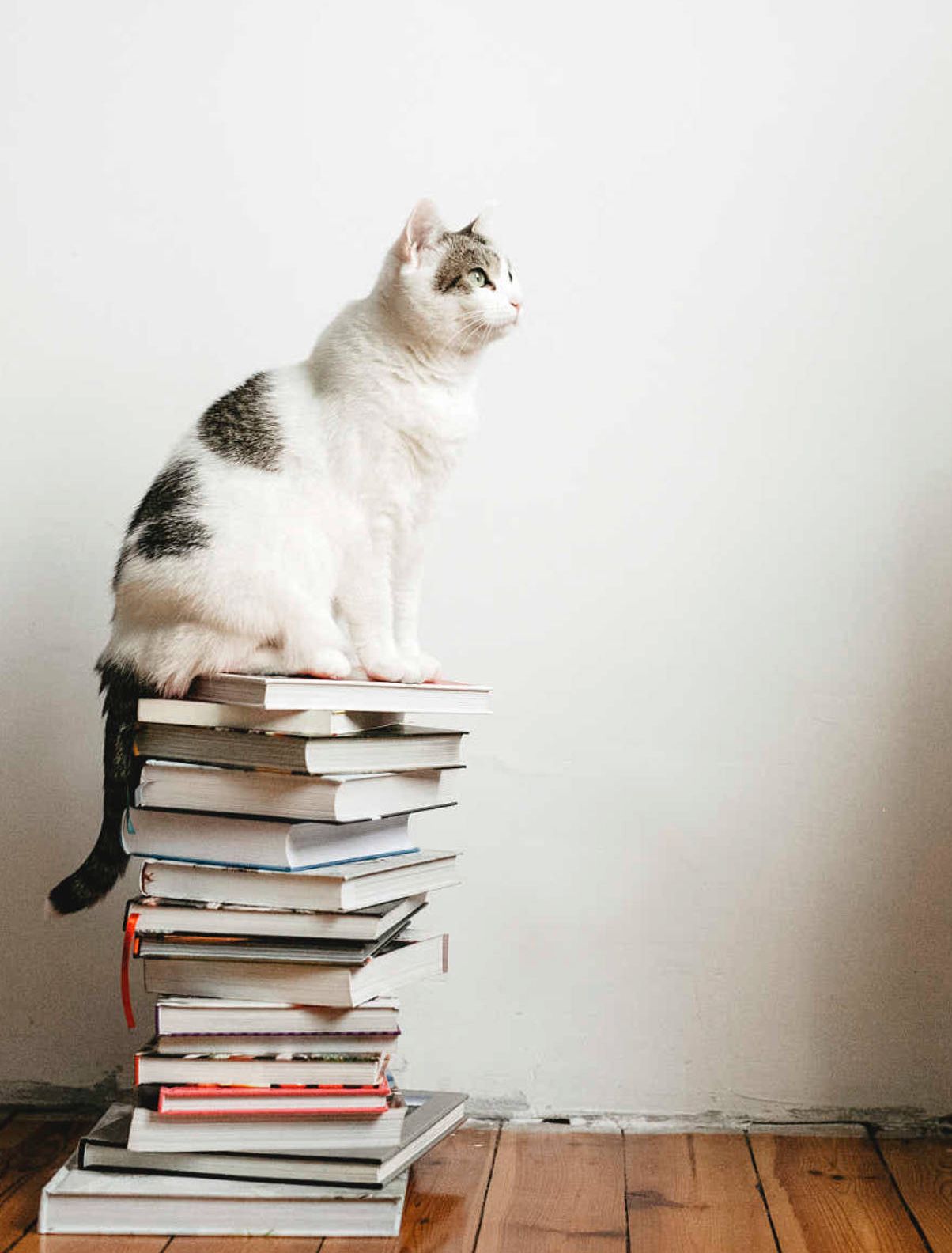 「首发」与猫书