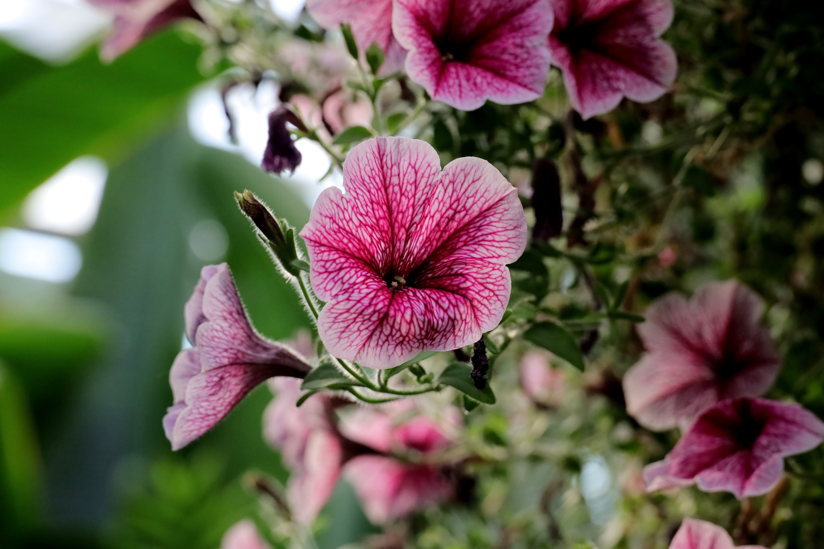 首发垂吊矮牵牛花
