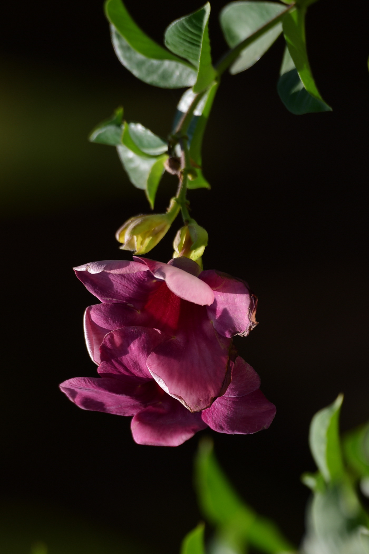 紫蝉花开(首发)