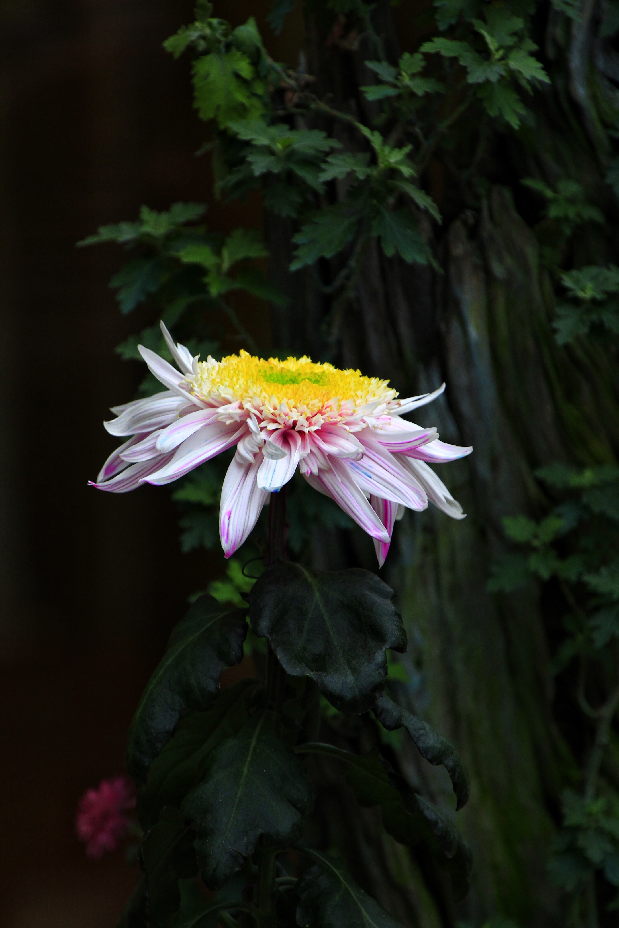 傲霜菊(摄影首发)