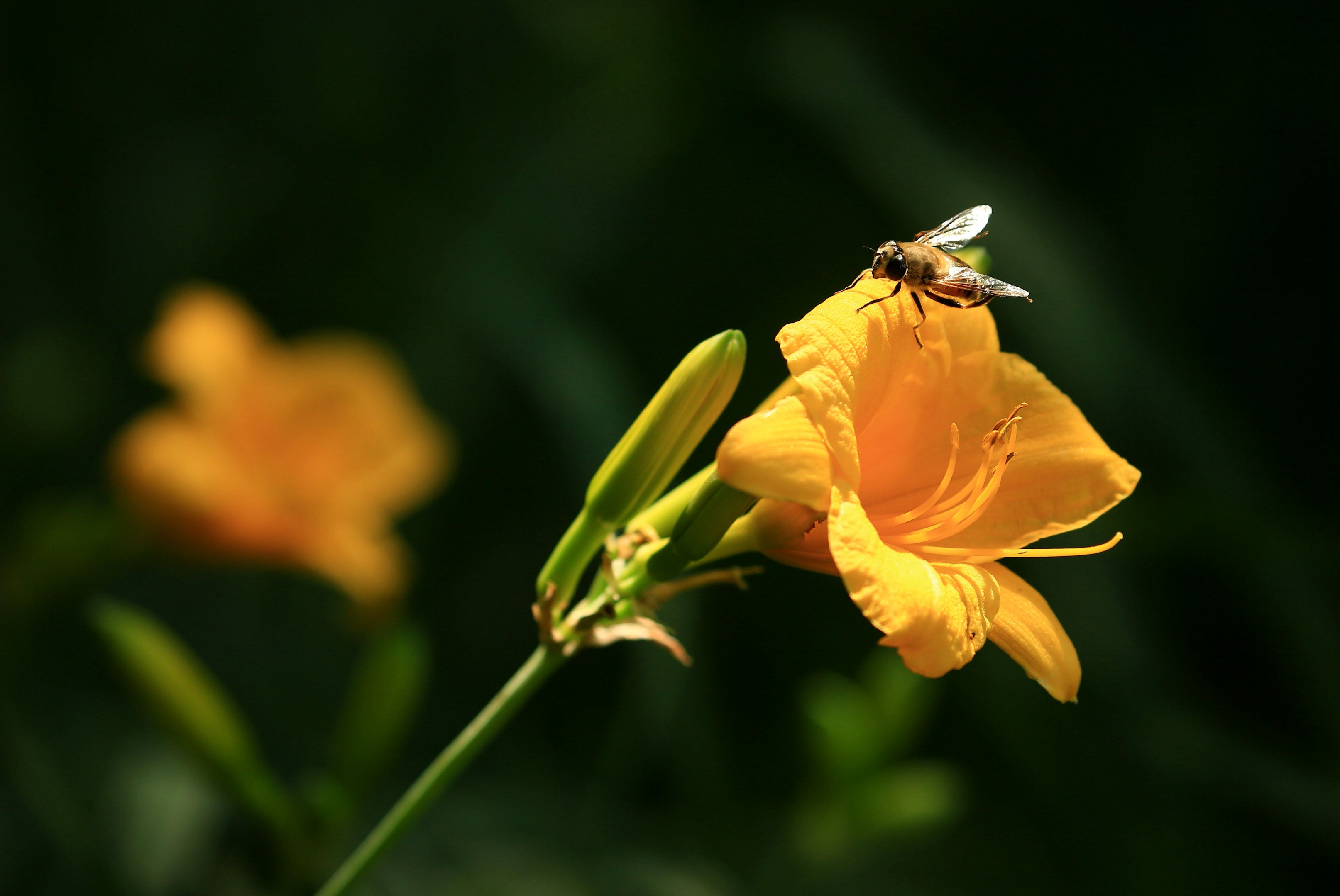 【首发】花卉学基础知识(十三)