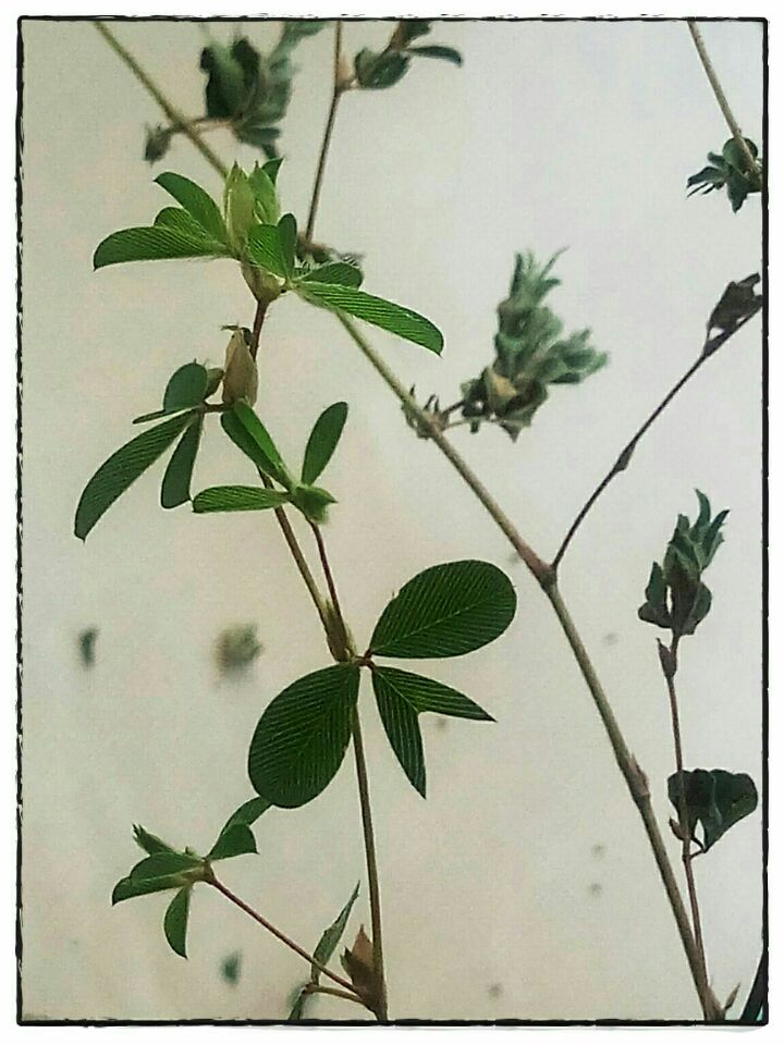 送你一束人字草