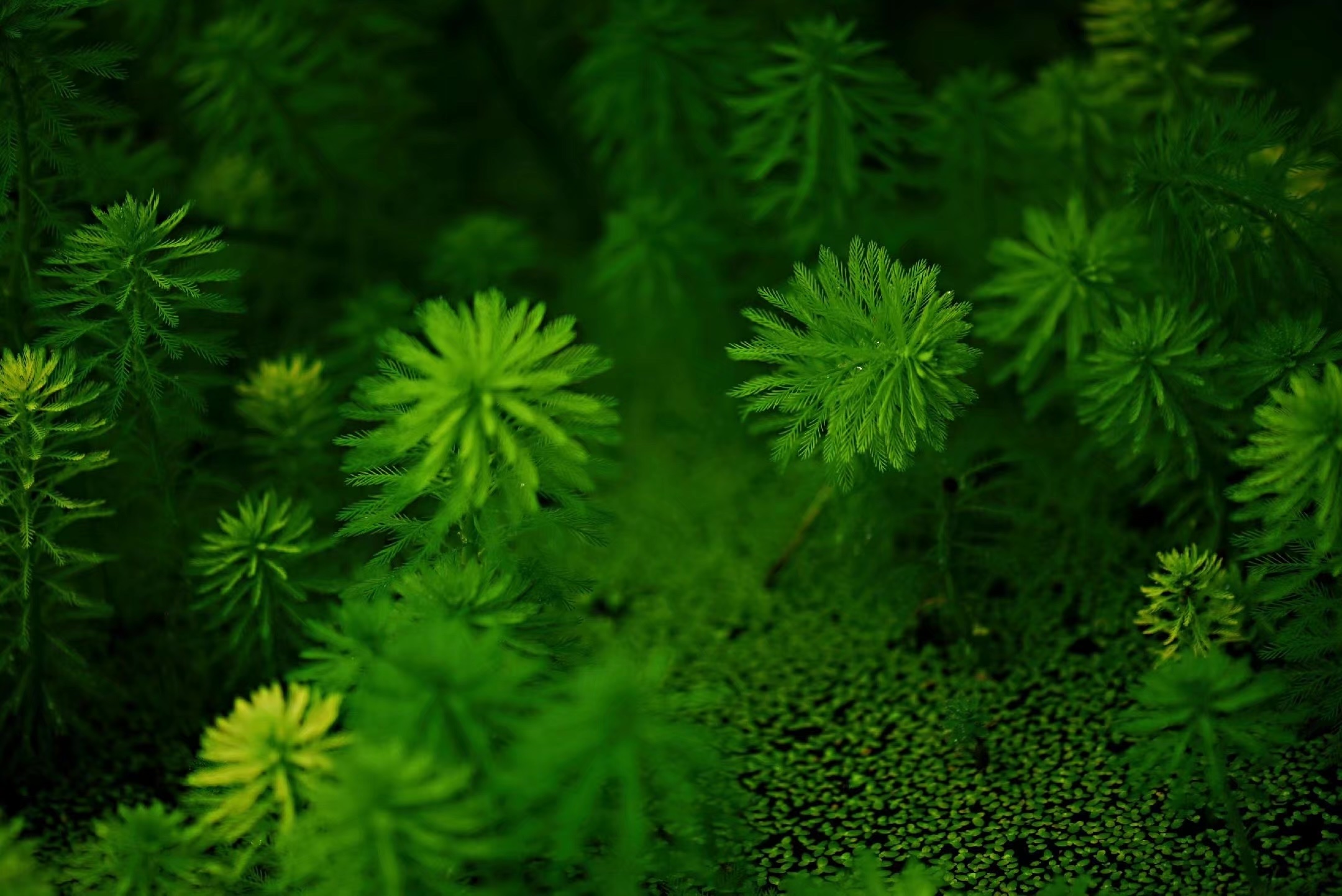 首发粉绿狐尾藻