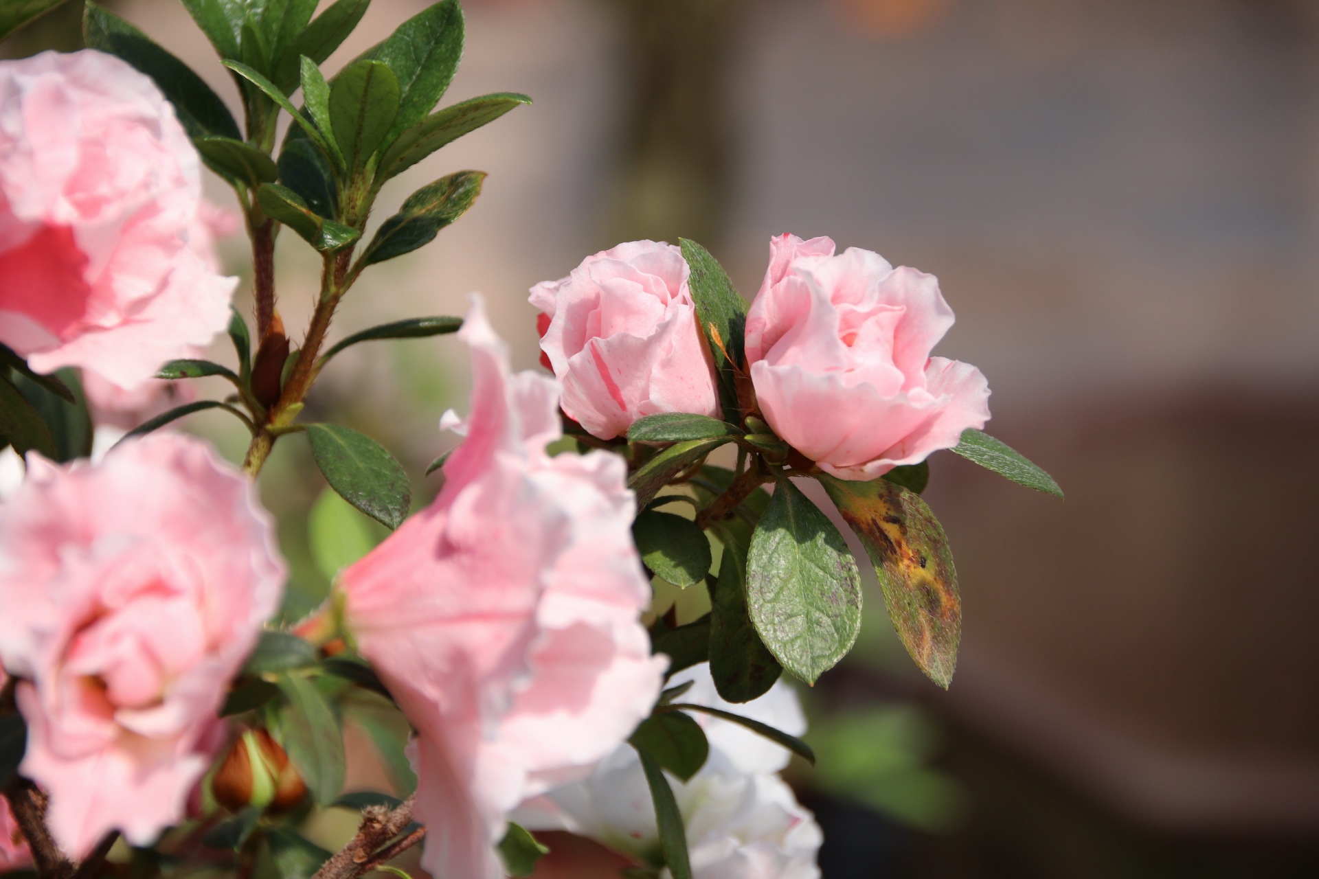 漳平永福杜鹃花盛开芬芳
