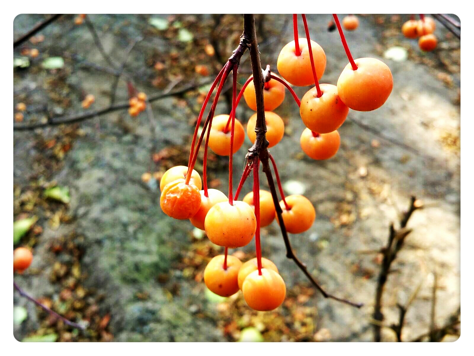 美丽冬红海棠果