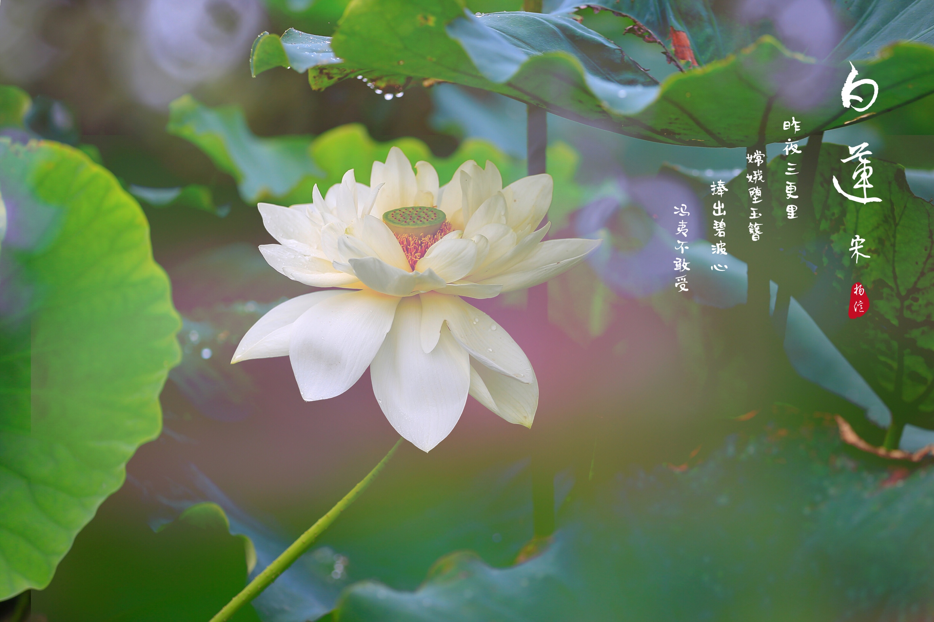 阵阵清风拂, 白莲轻轻摇, 缕缕清香, 淡淡的 沁人心脾!