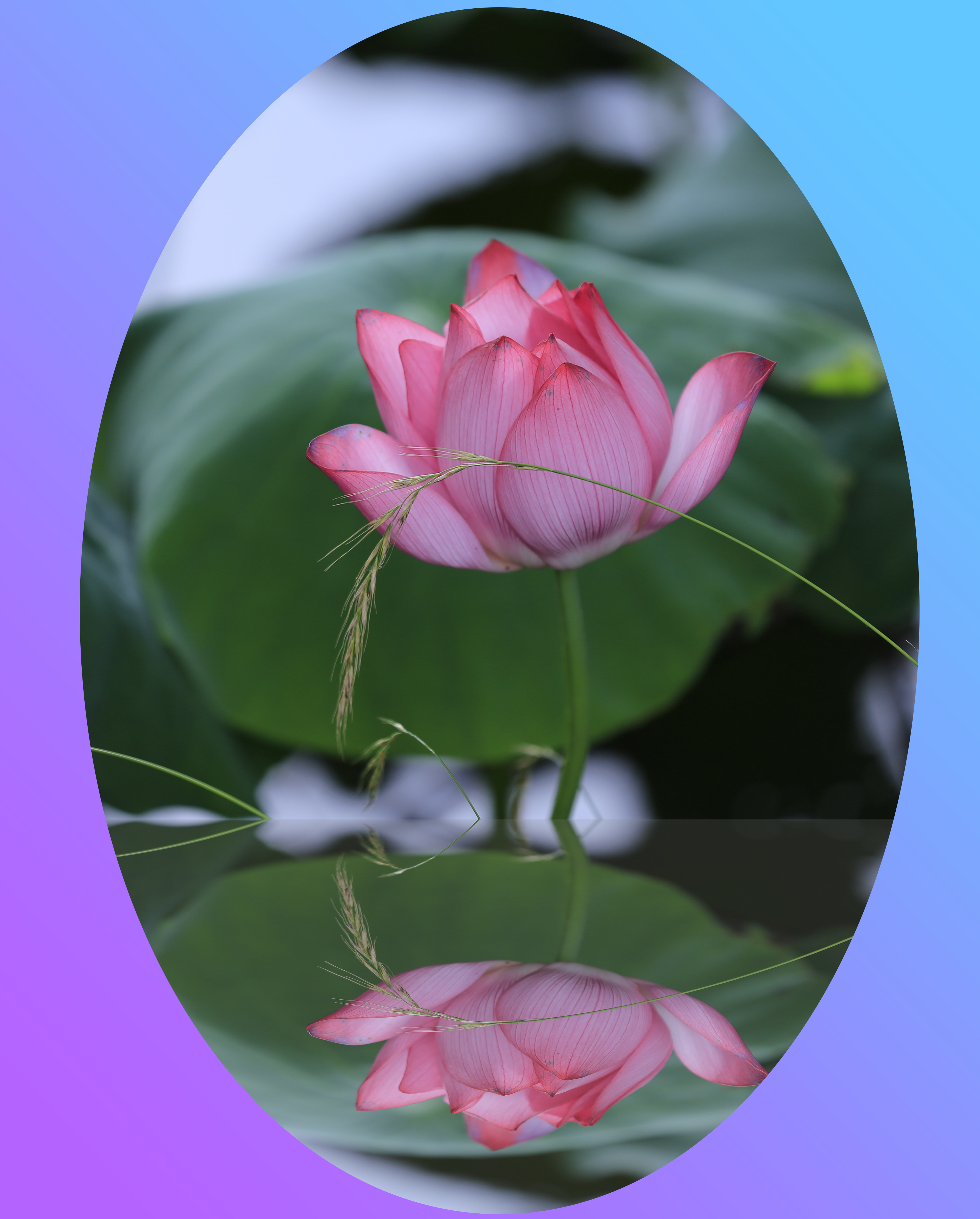 【首发】荷花对称之美