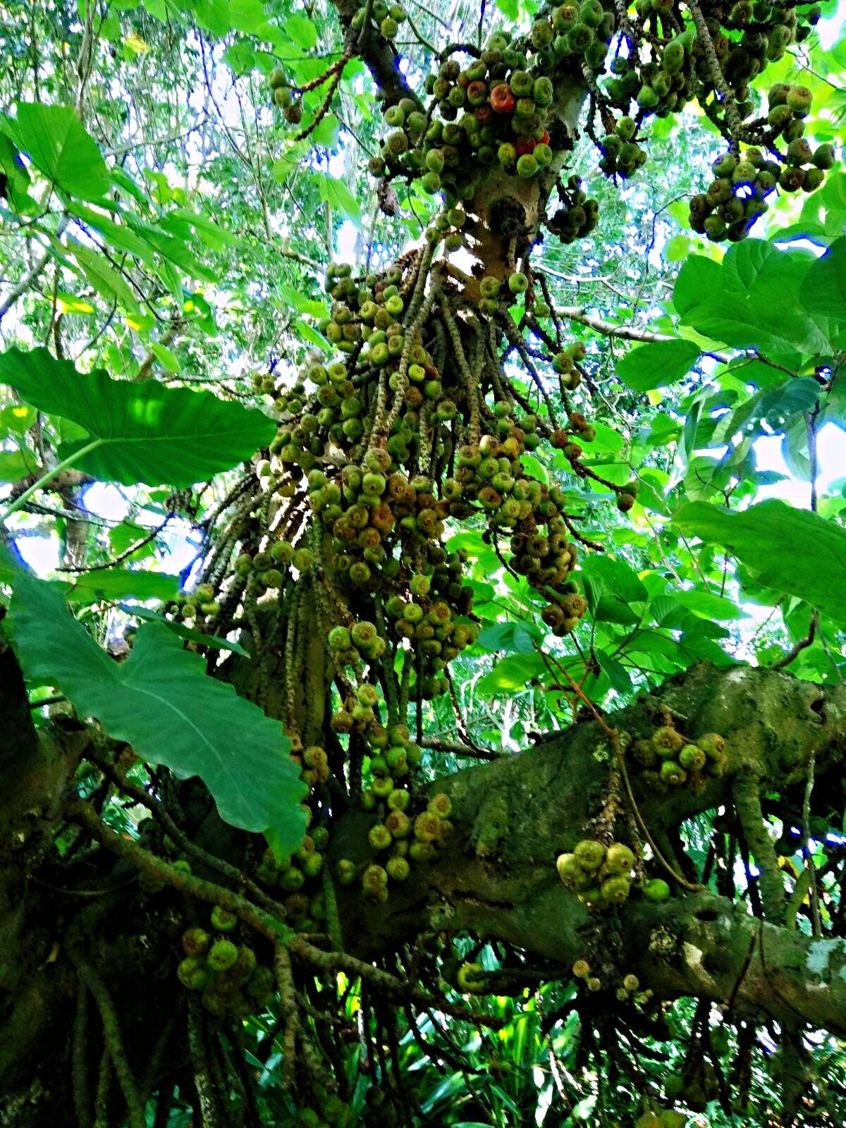 长在树干上的密密麻麻的大果榕树果子