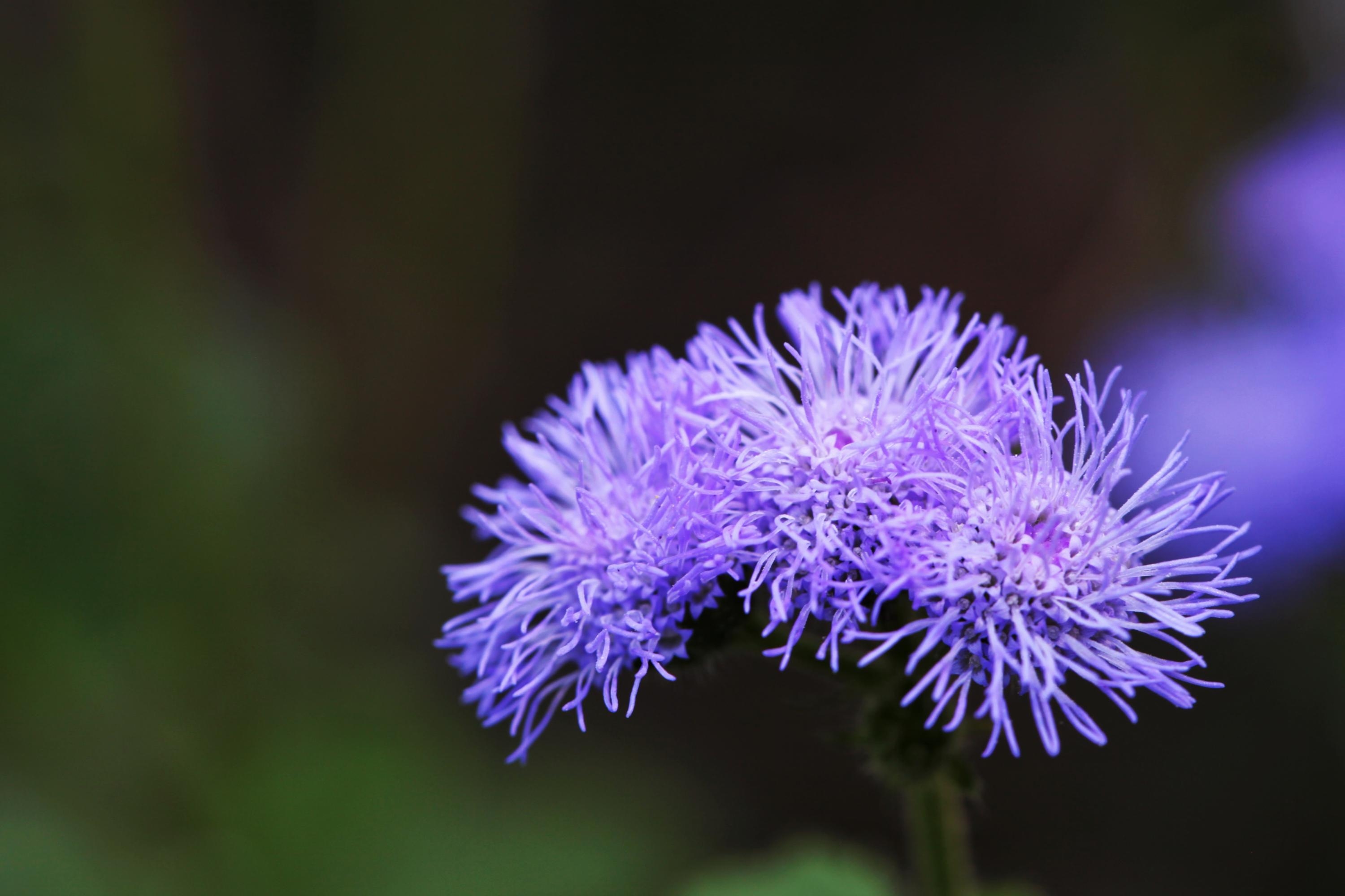 魅紫色的熊耳草