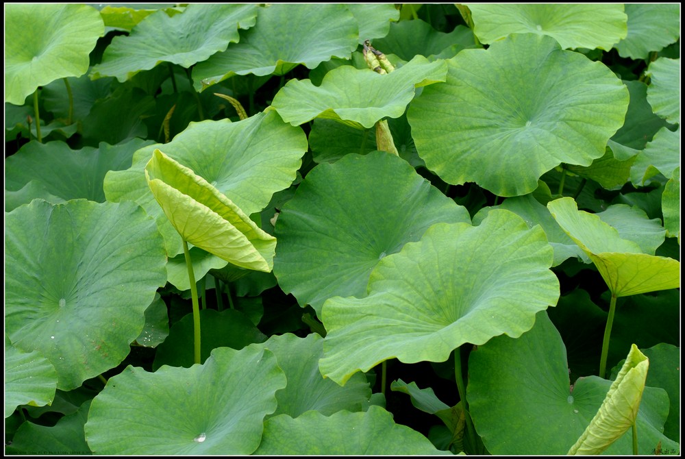 《荷叶园园》        荷叶圆圆的,绿绿的.