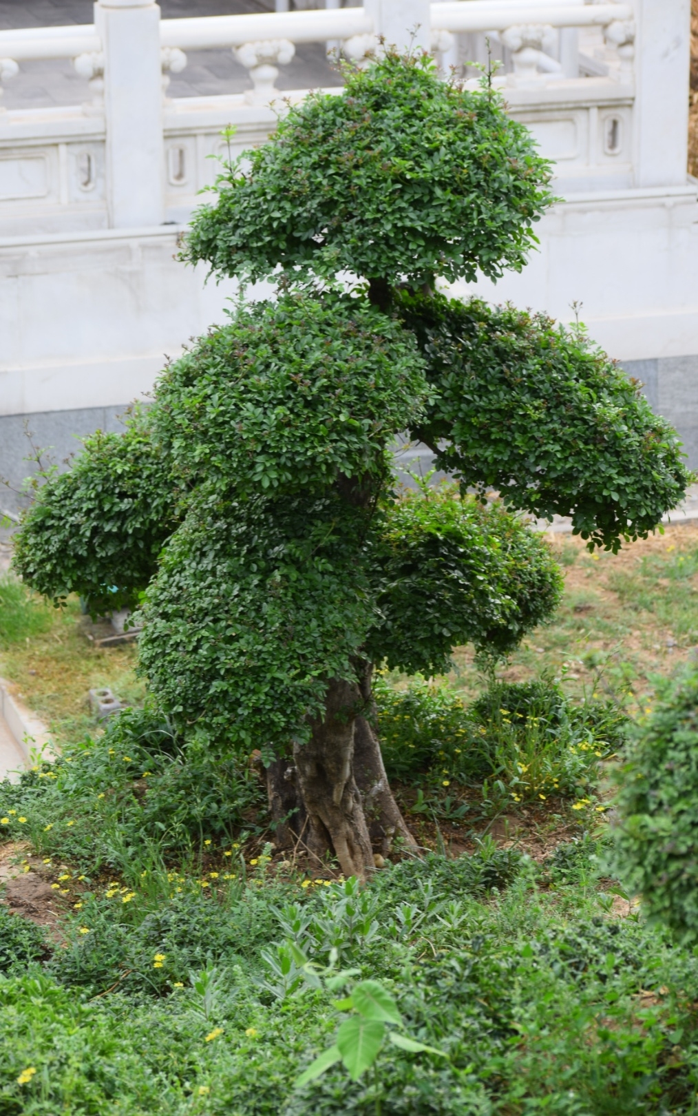 树桩艺术～湖北梣