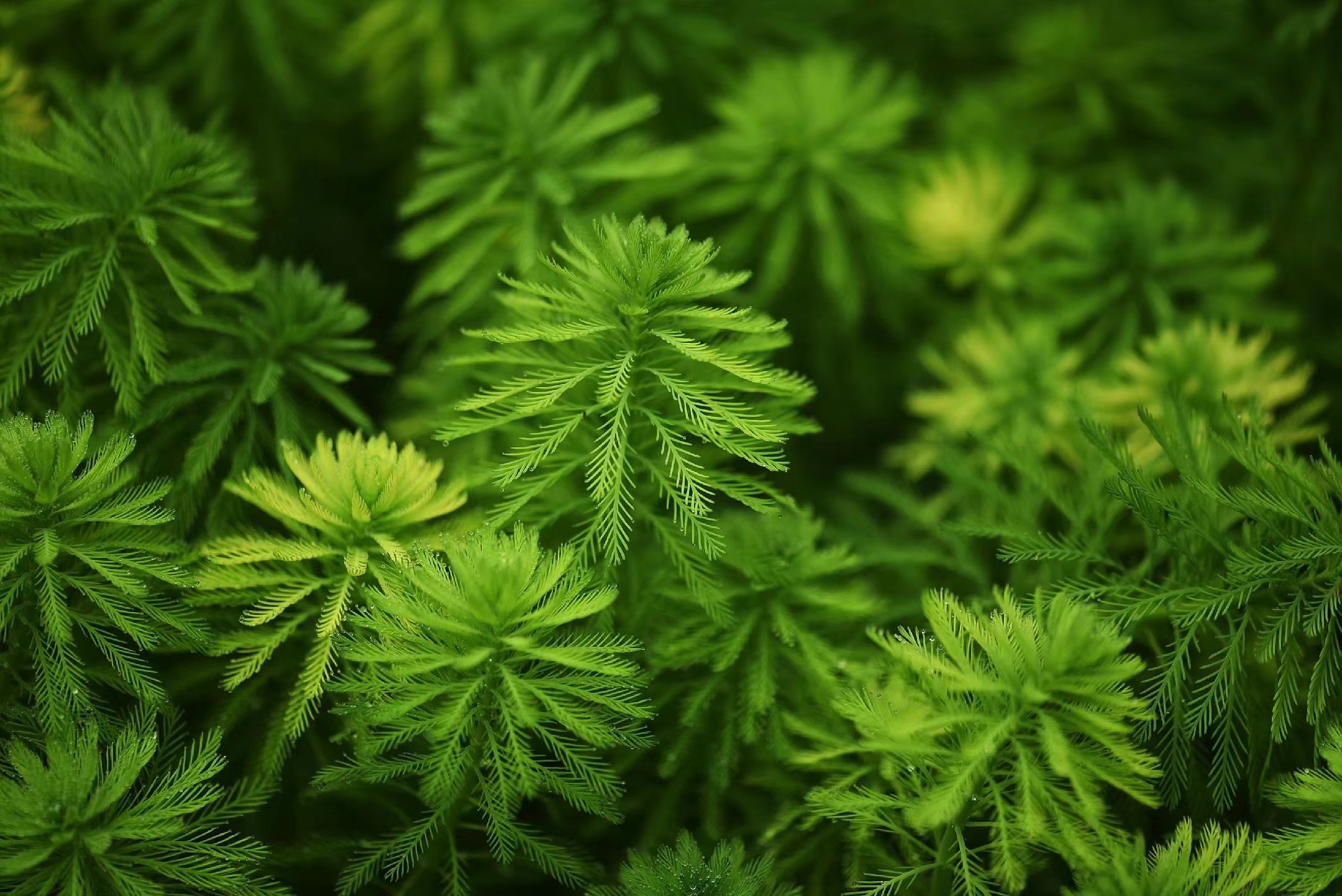 首发粉绿狐尾藻