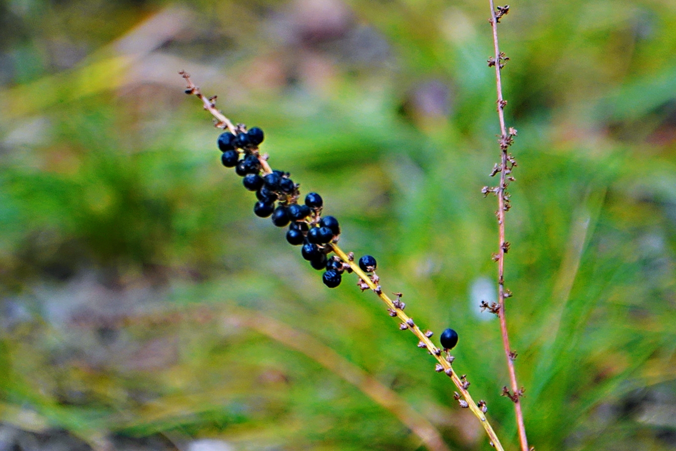 植物黑珍珠【原创首发】