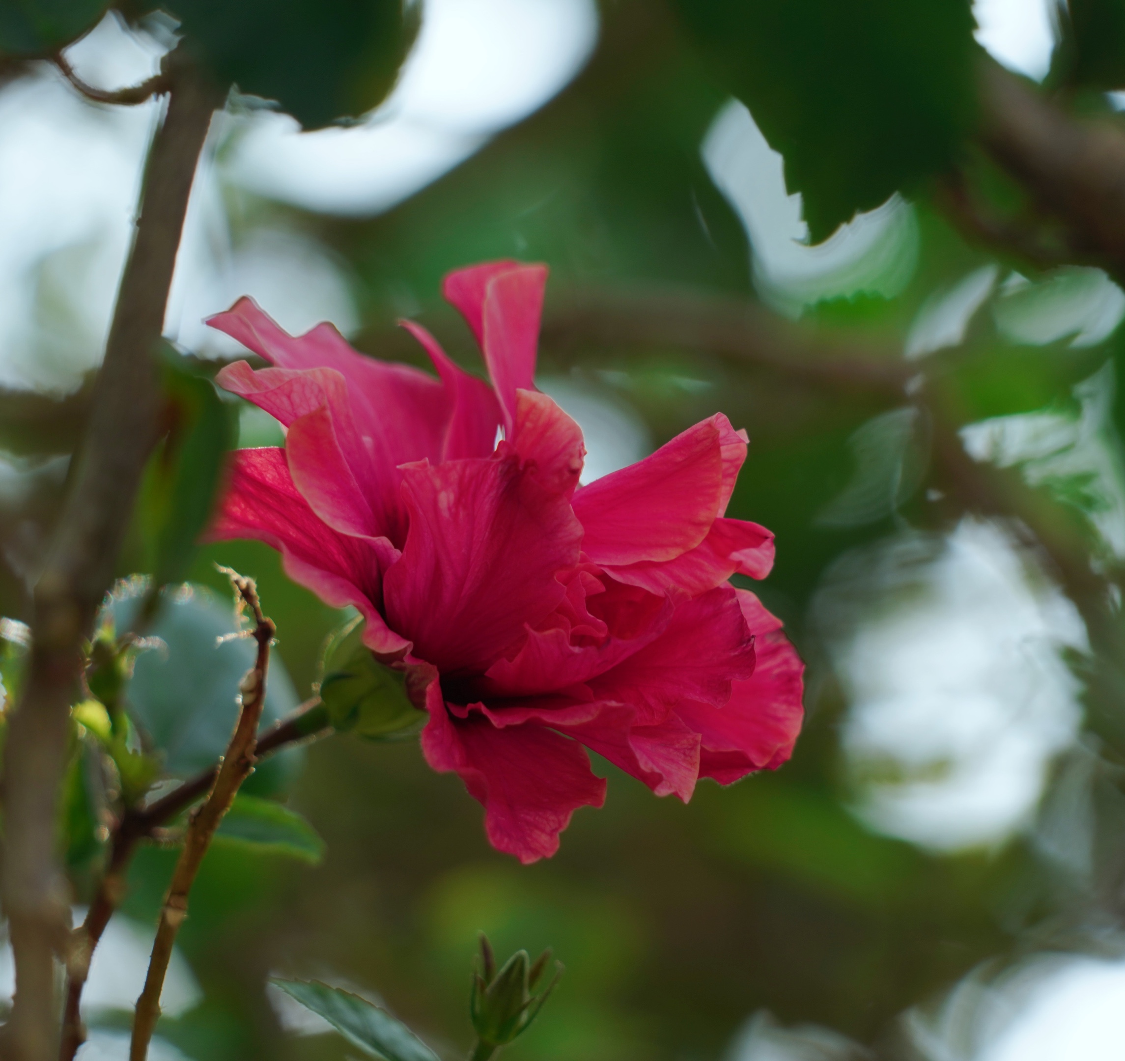 原创首发重瓣扶桑花