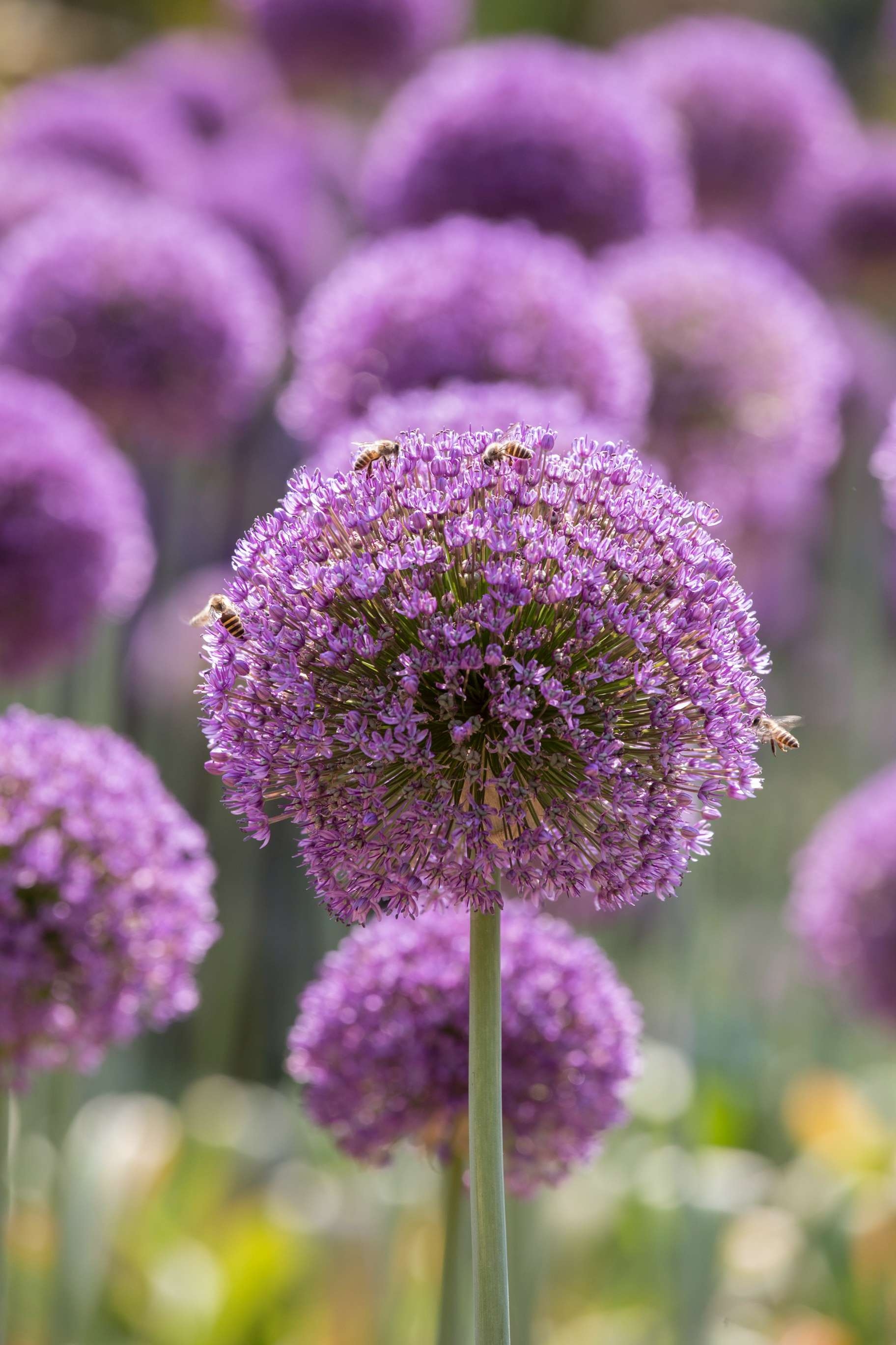 首发大花葱艳如美画