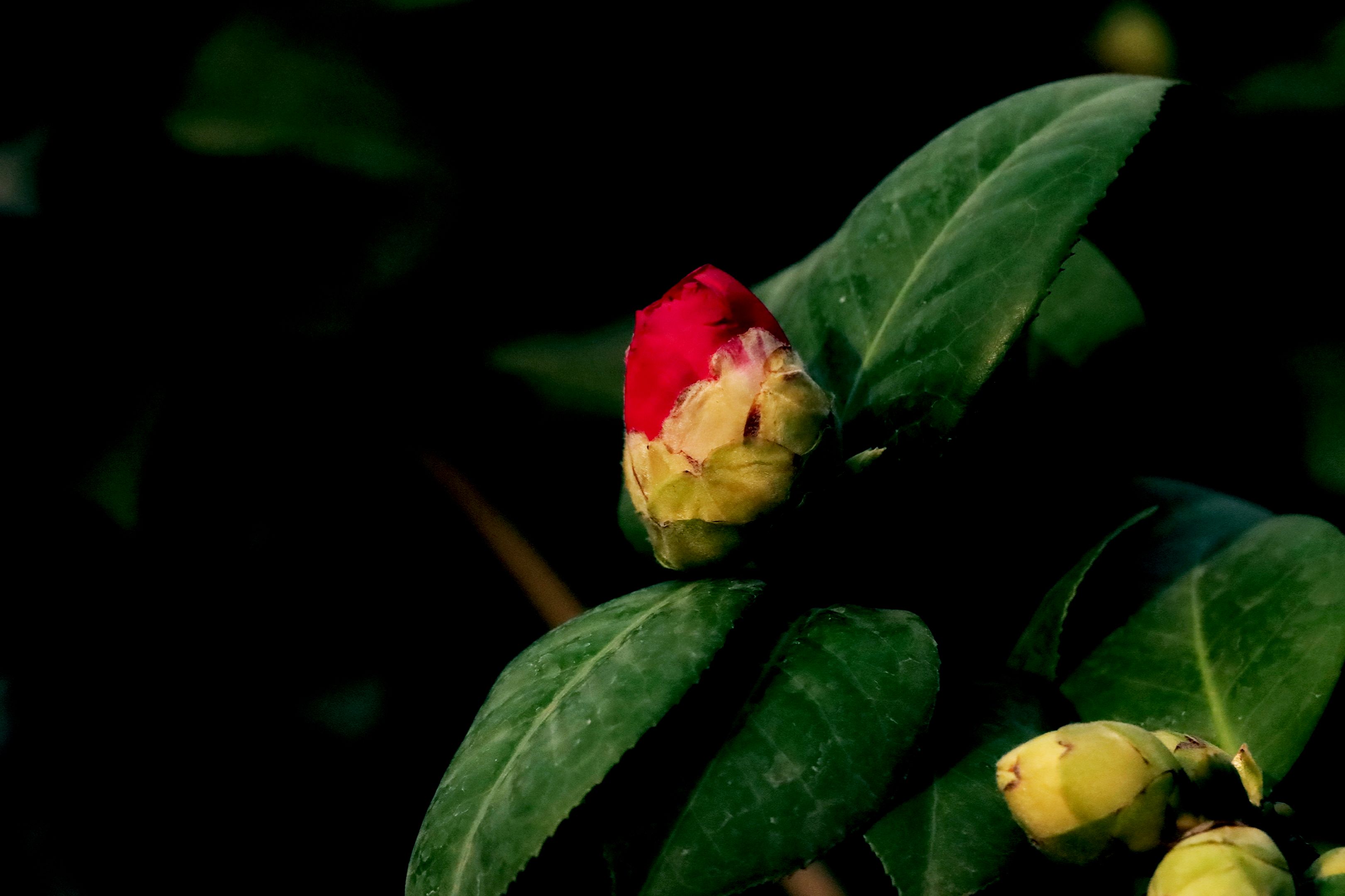 红露珍茶花首发