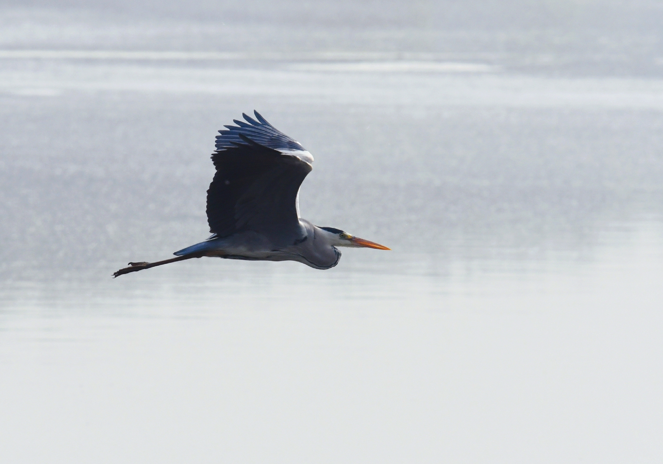 首发〕鸟的趣事一飞翔的苍鹭