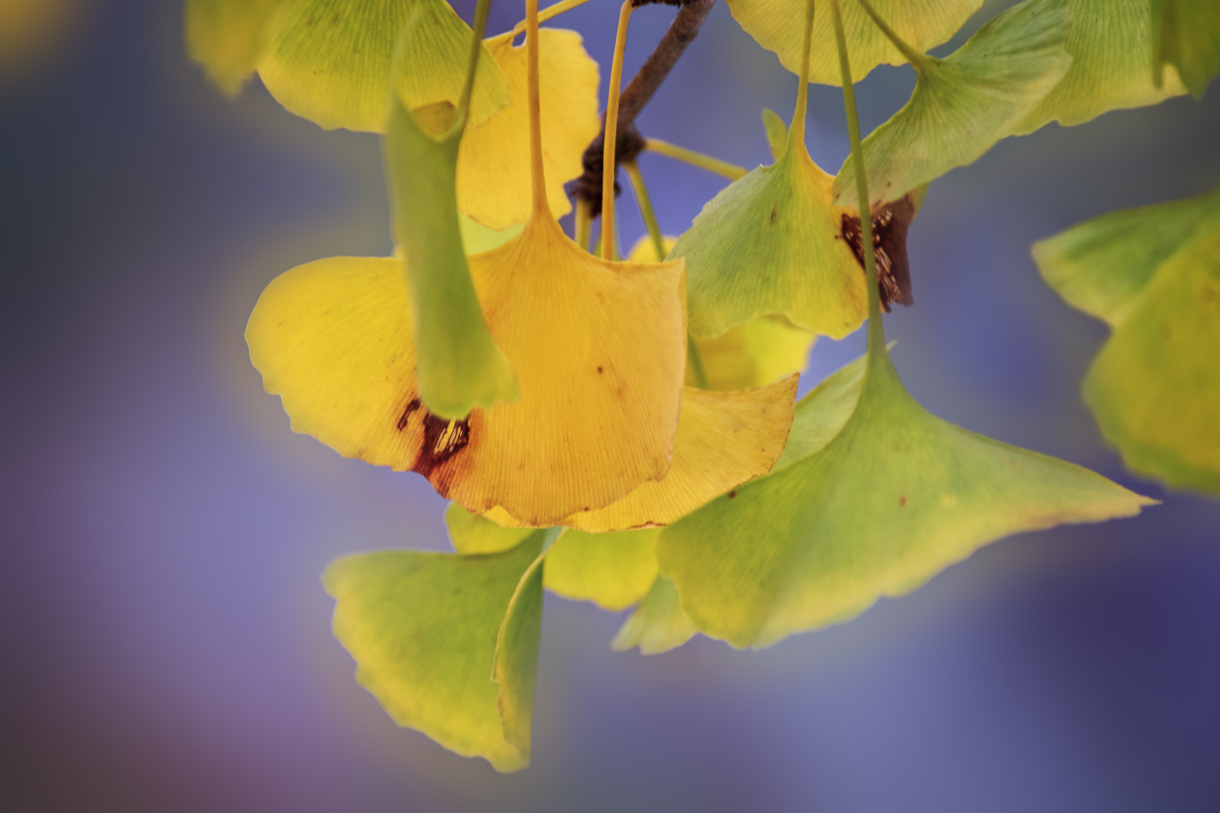 (首发)秋的色彩-银杏叶