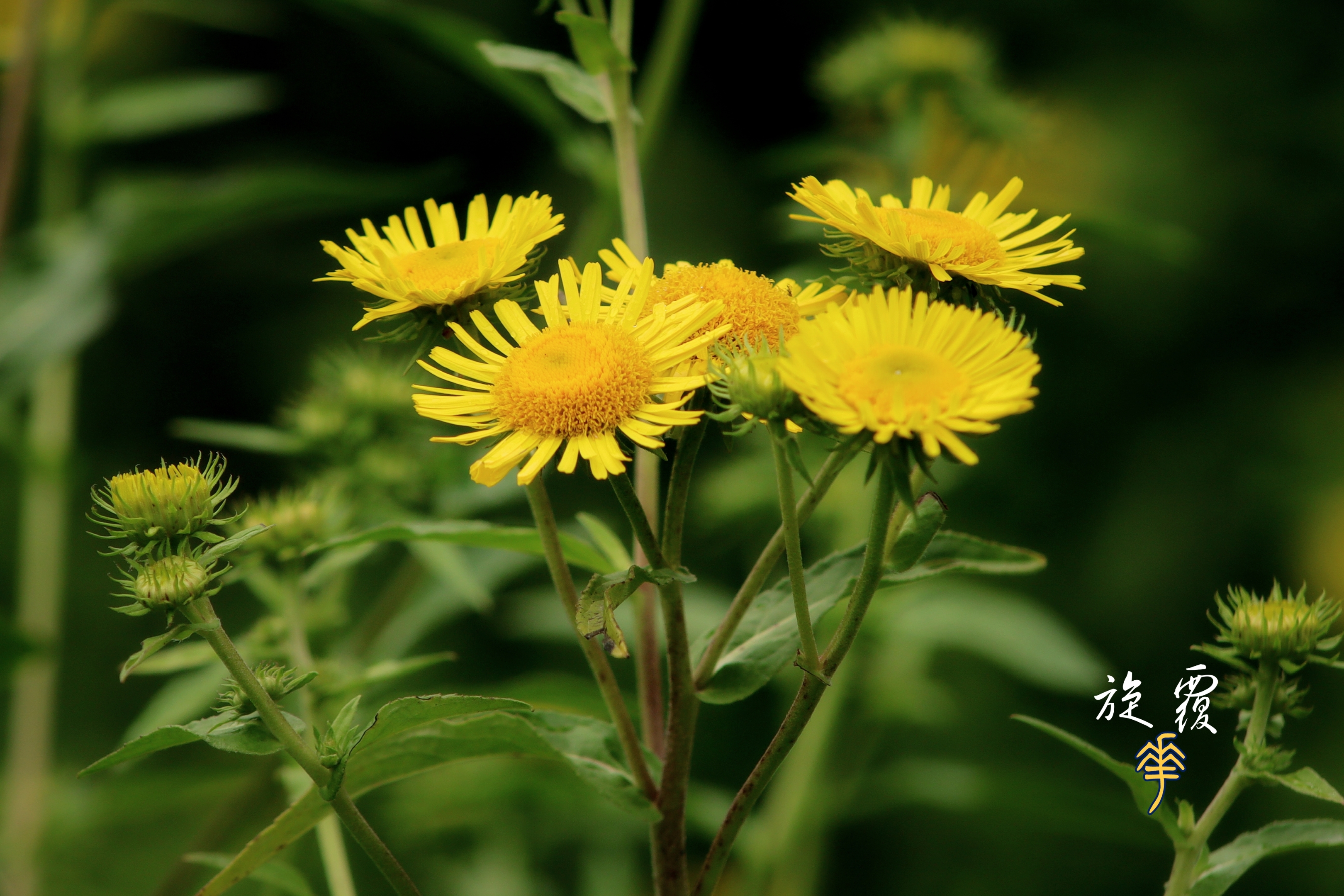 闻新【美摄视界】:美丽的欧亚旋覆花 - vv