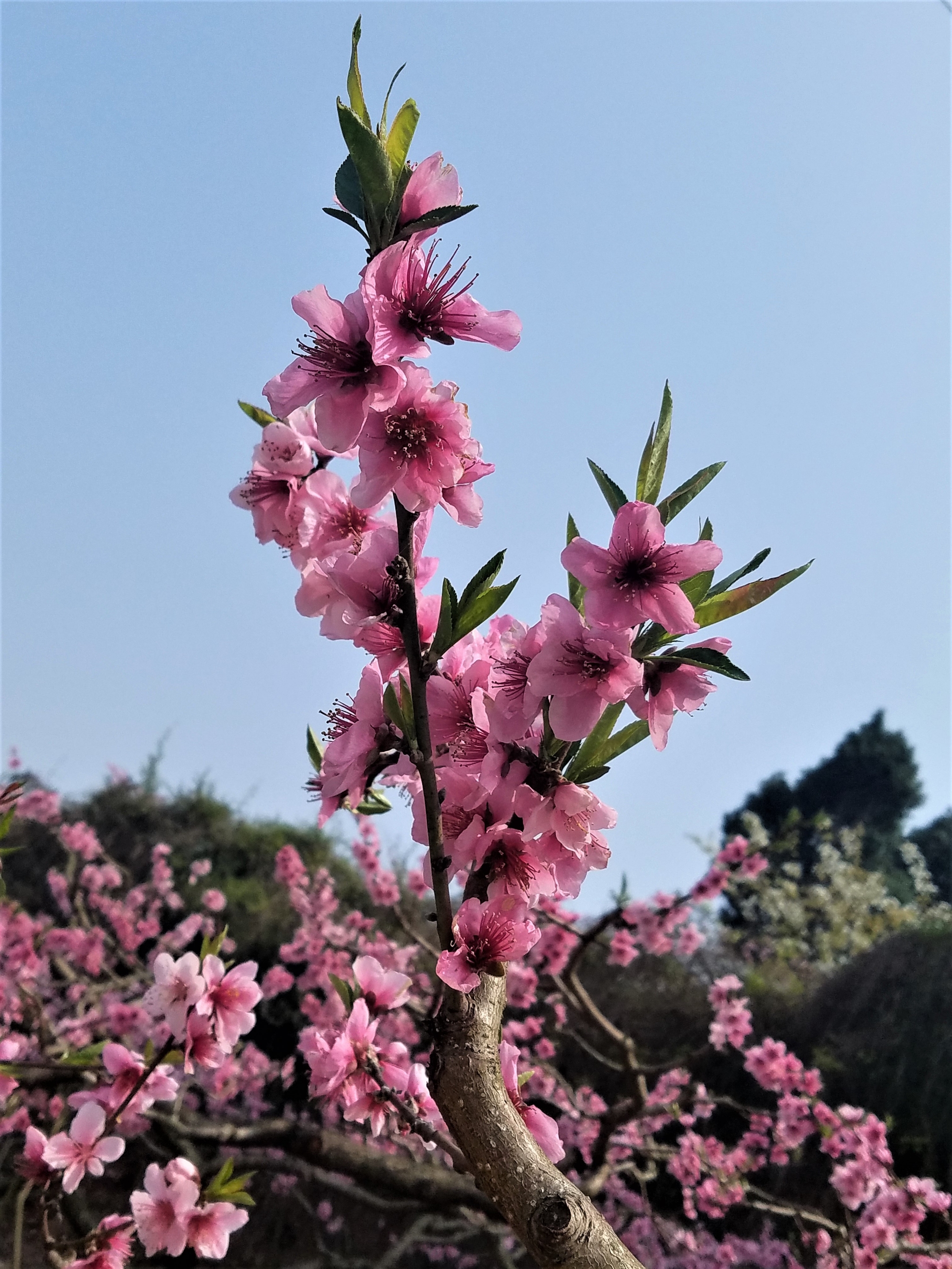 红艳桃花万人着迷图片