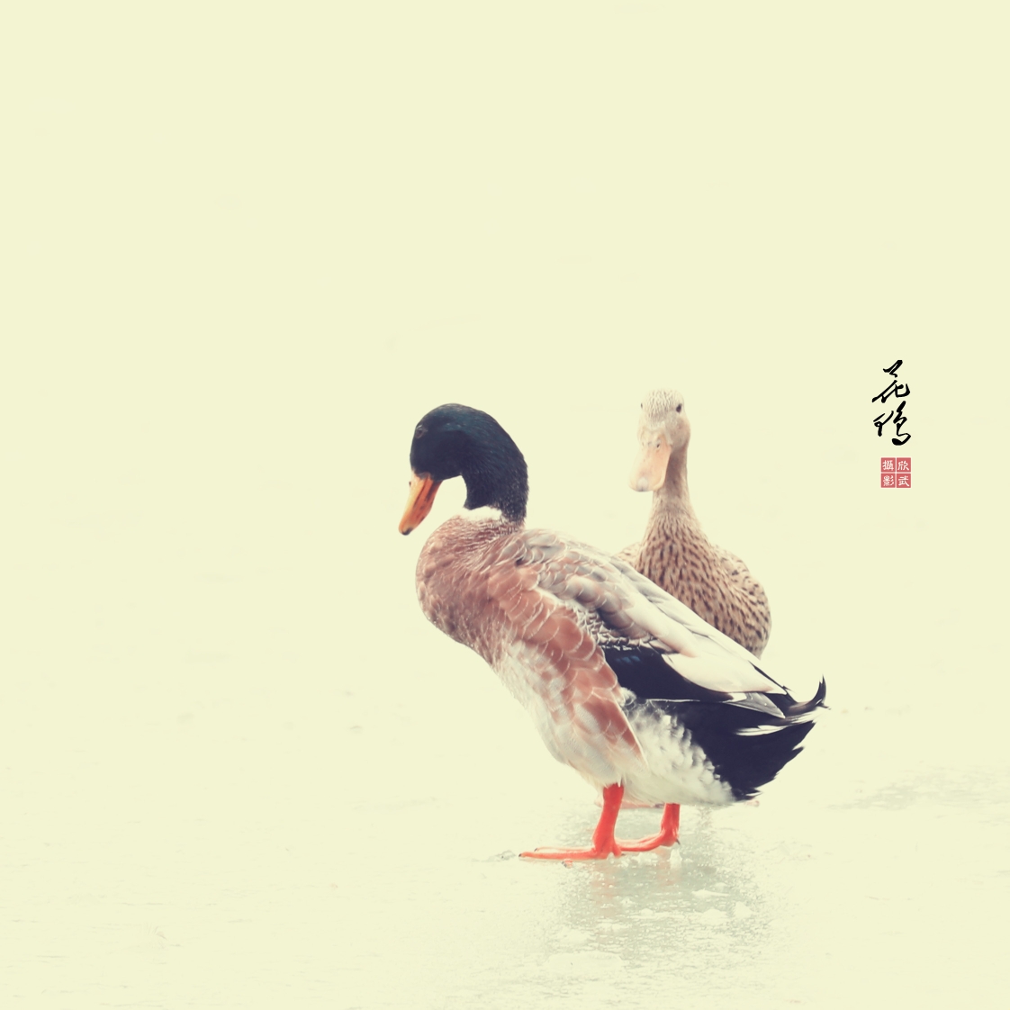 绿头鸭(画意摄影)