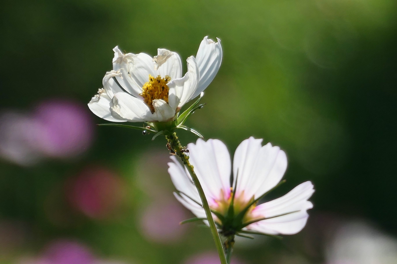 哪里有了它,哪里就多了一道靓丽风景,多了无限生机与情趣.