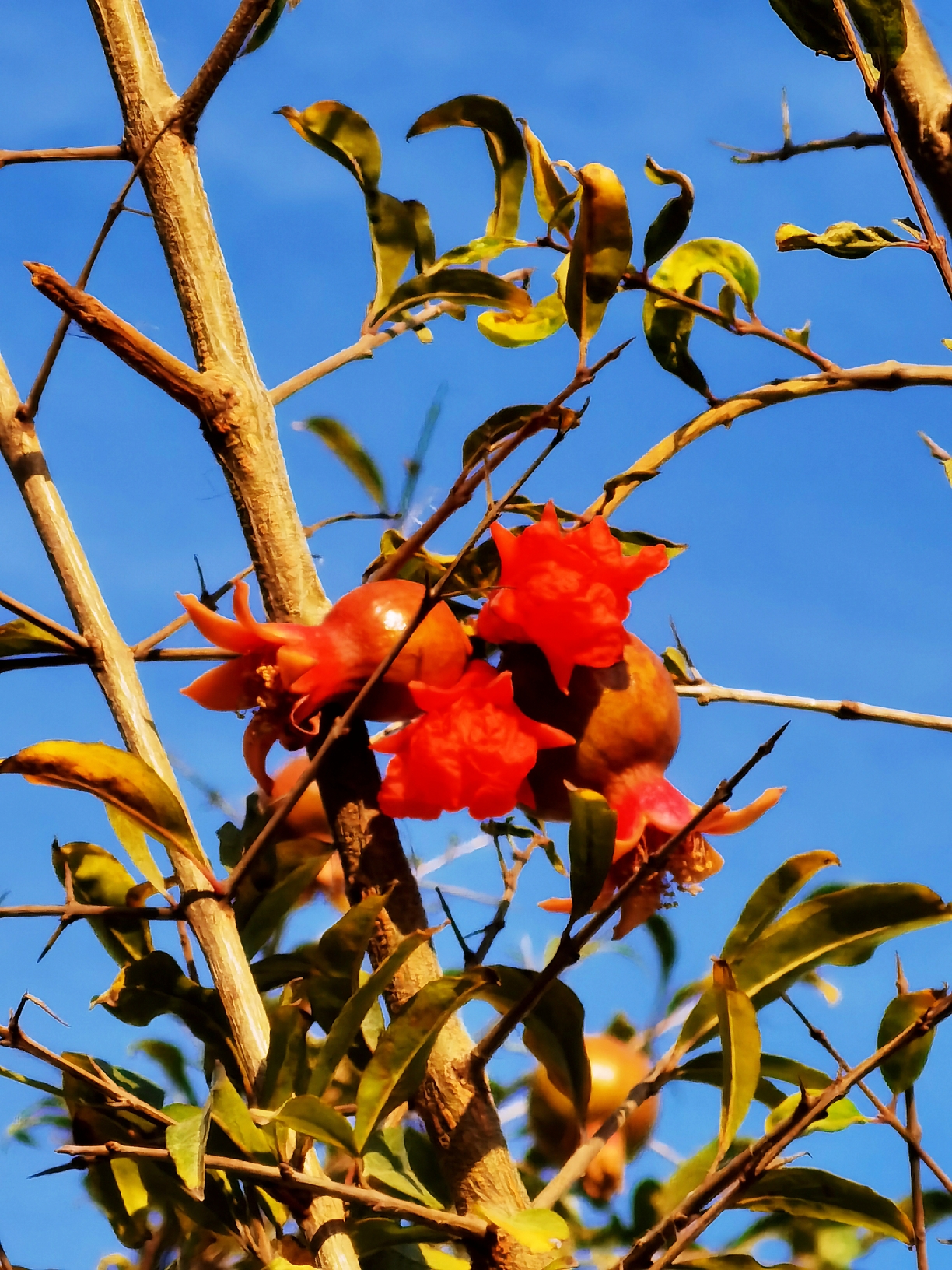 小小石榴花和红红的小石榴