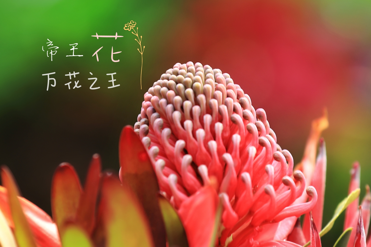 帝王花开 奏响华章