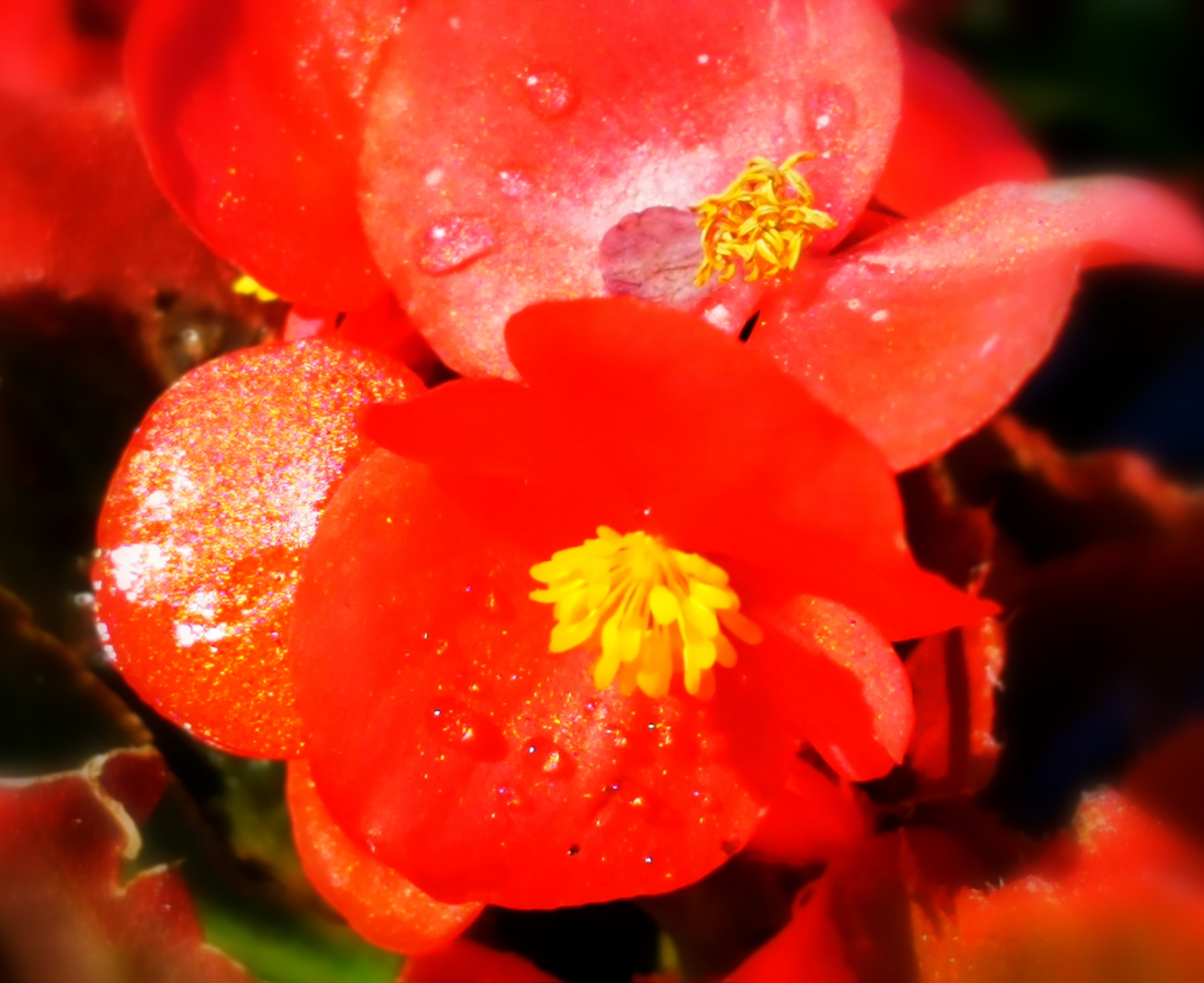 首发四季秋海棠玻璃翠