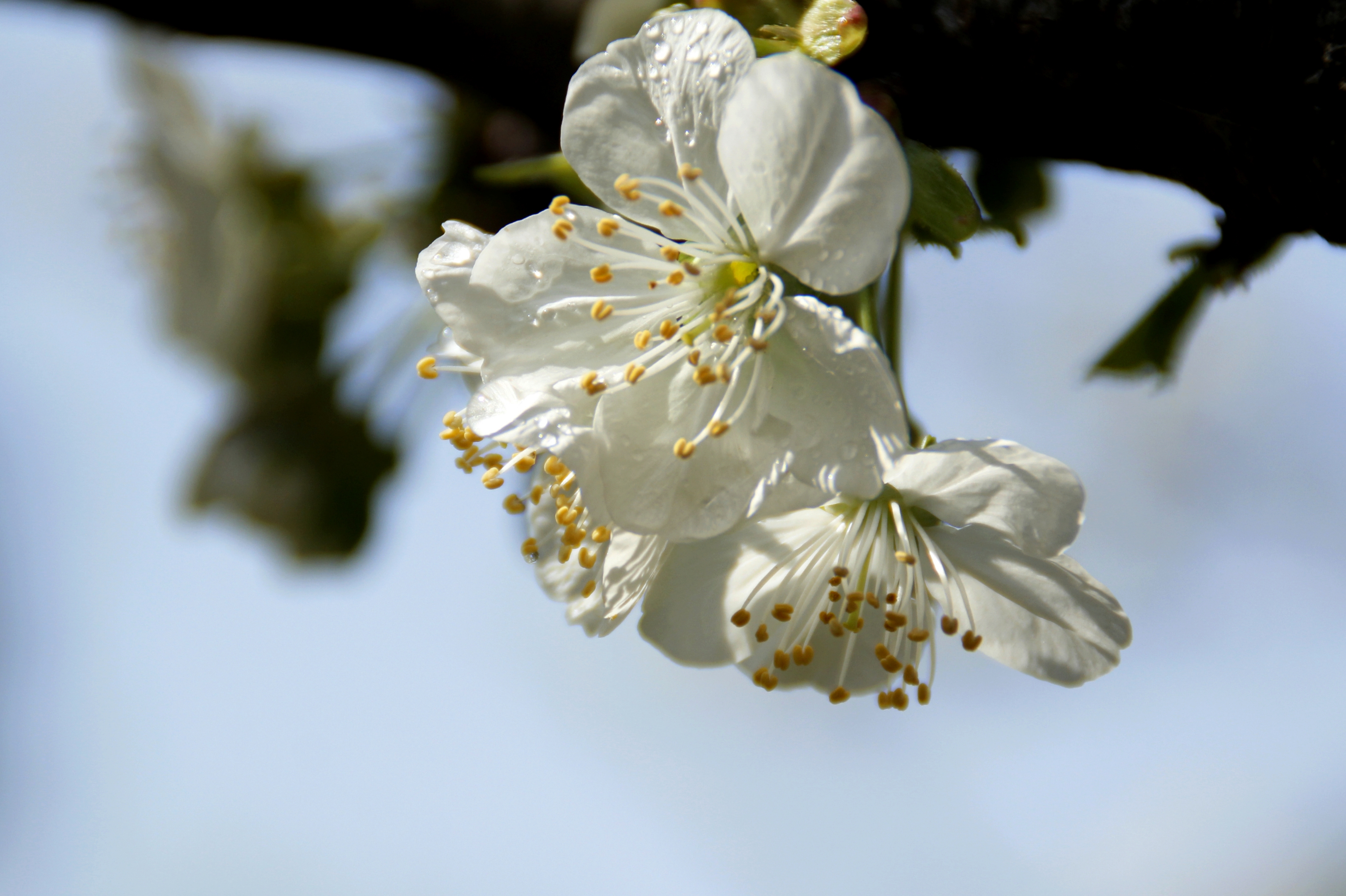 首发李花怒放一树白