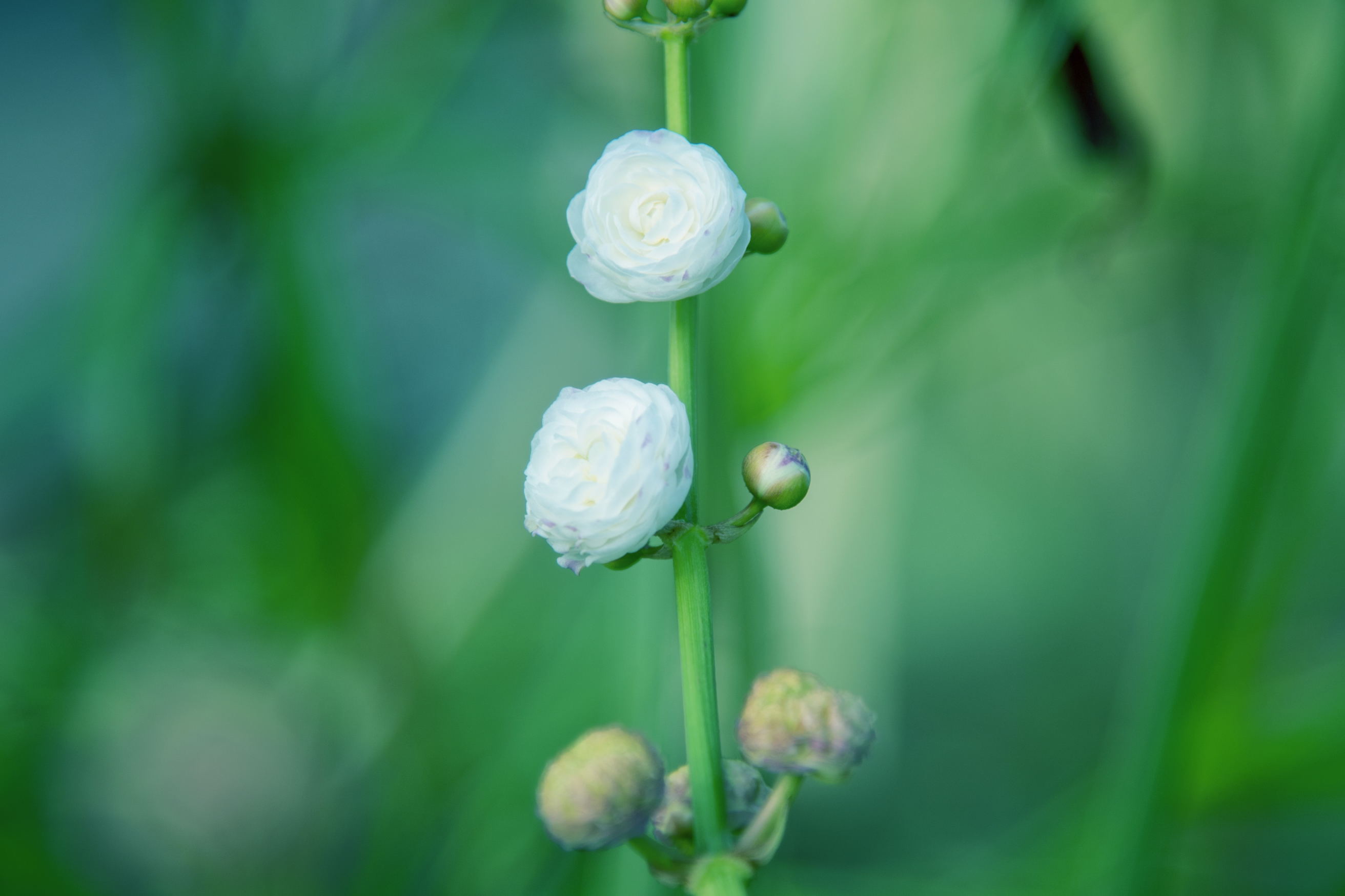洁白如雪重瓣慈姑花(首发)