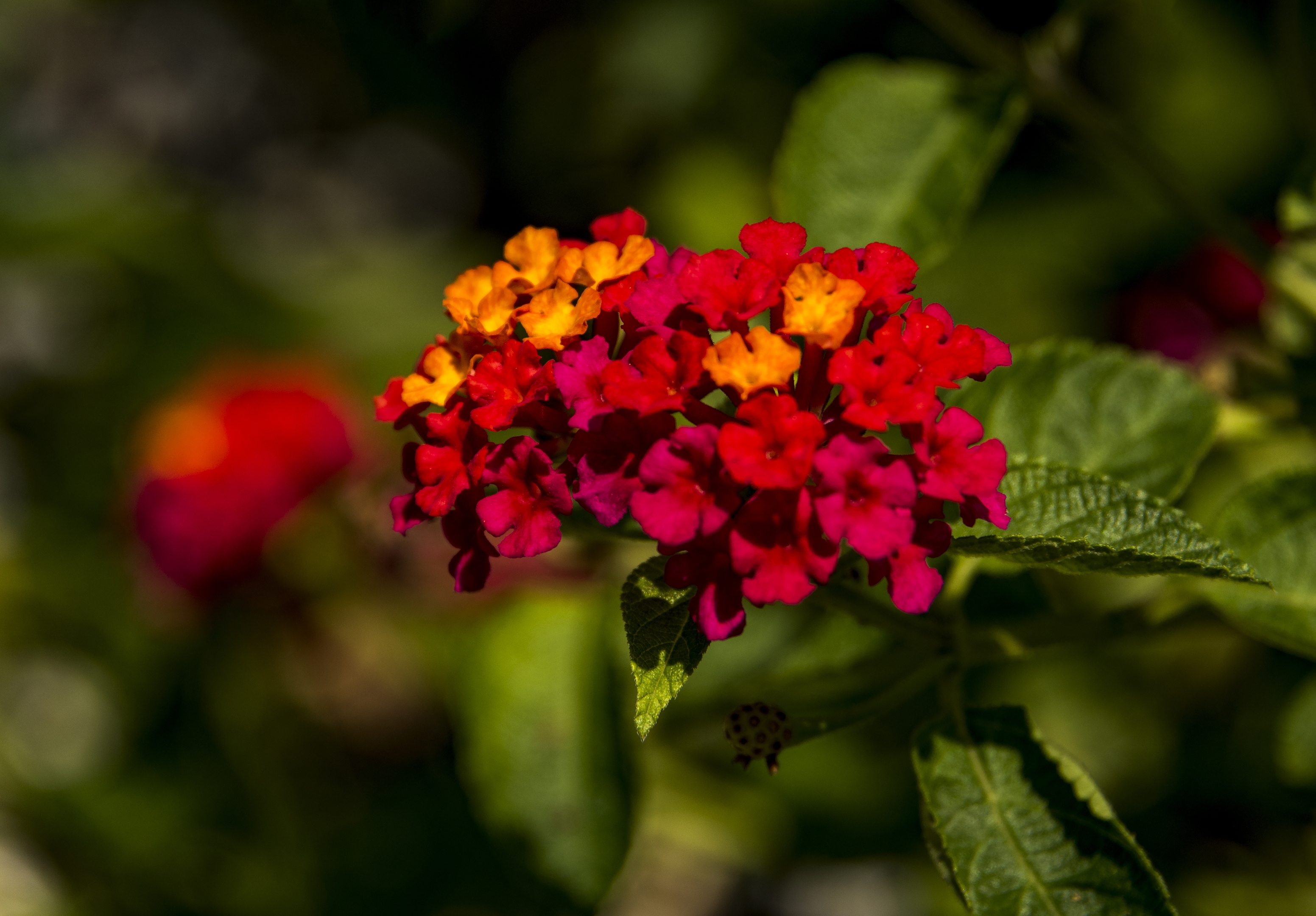 五彩斑斓的马缨丹首发