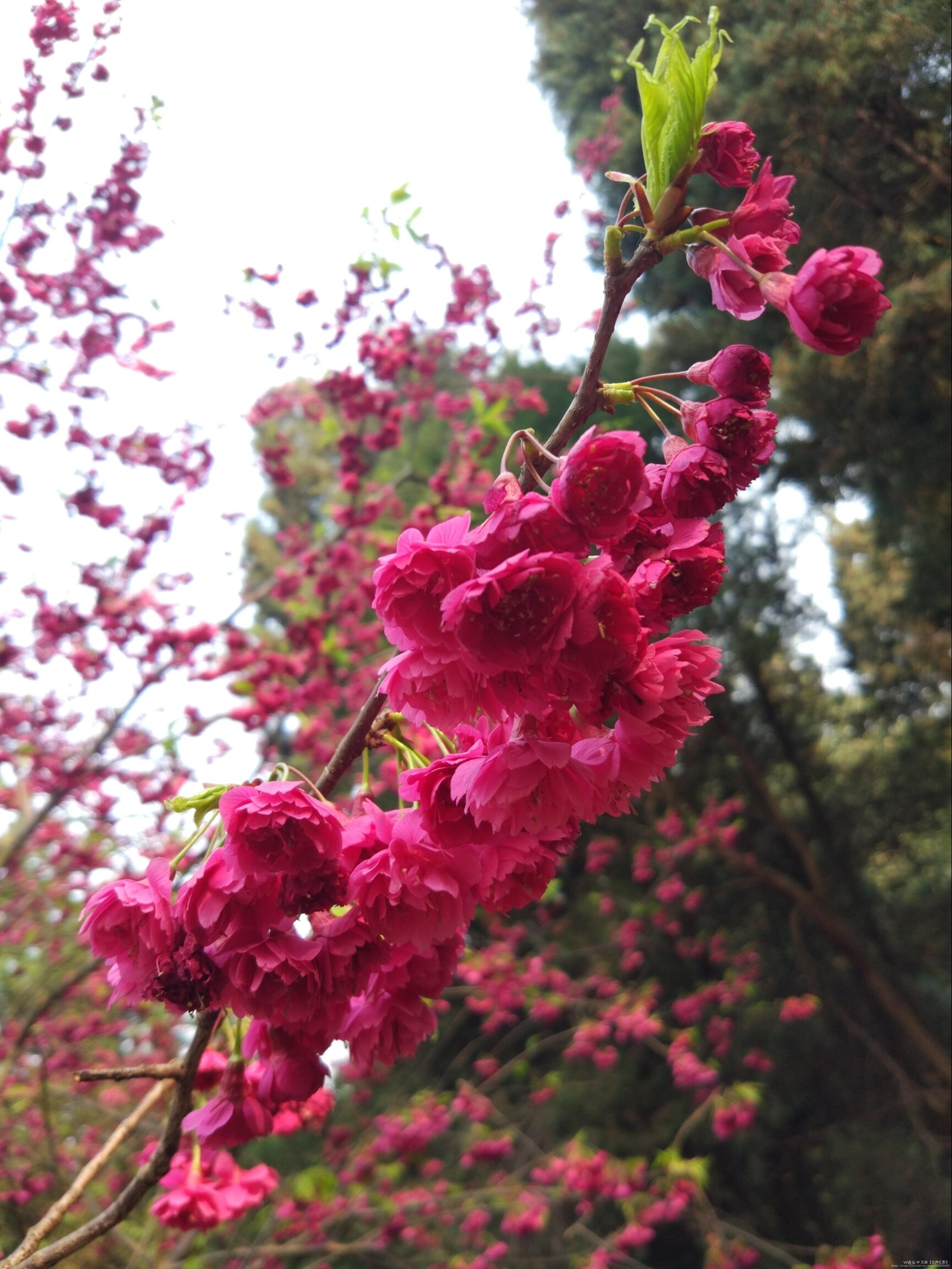 拍照晒太阳 春天的气息扑面而来 百花盛开,春光无限 或手捧一册书卷