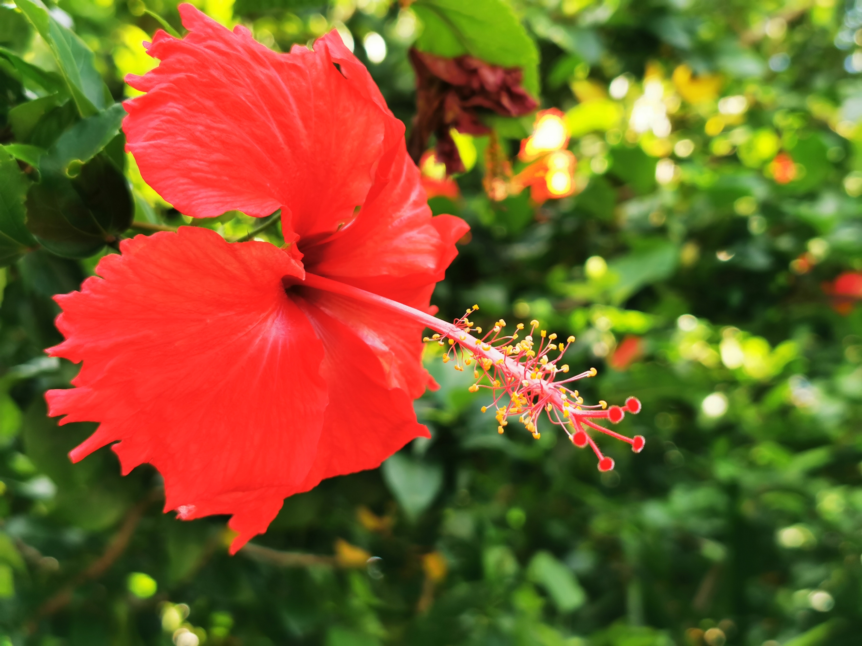 【首发】扶桑花