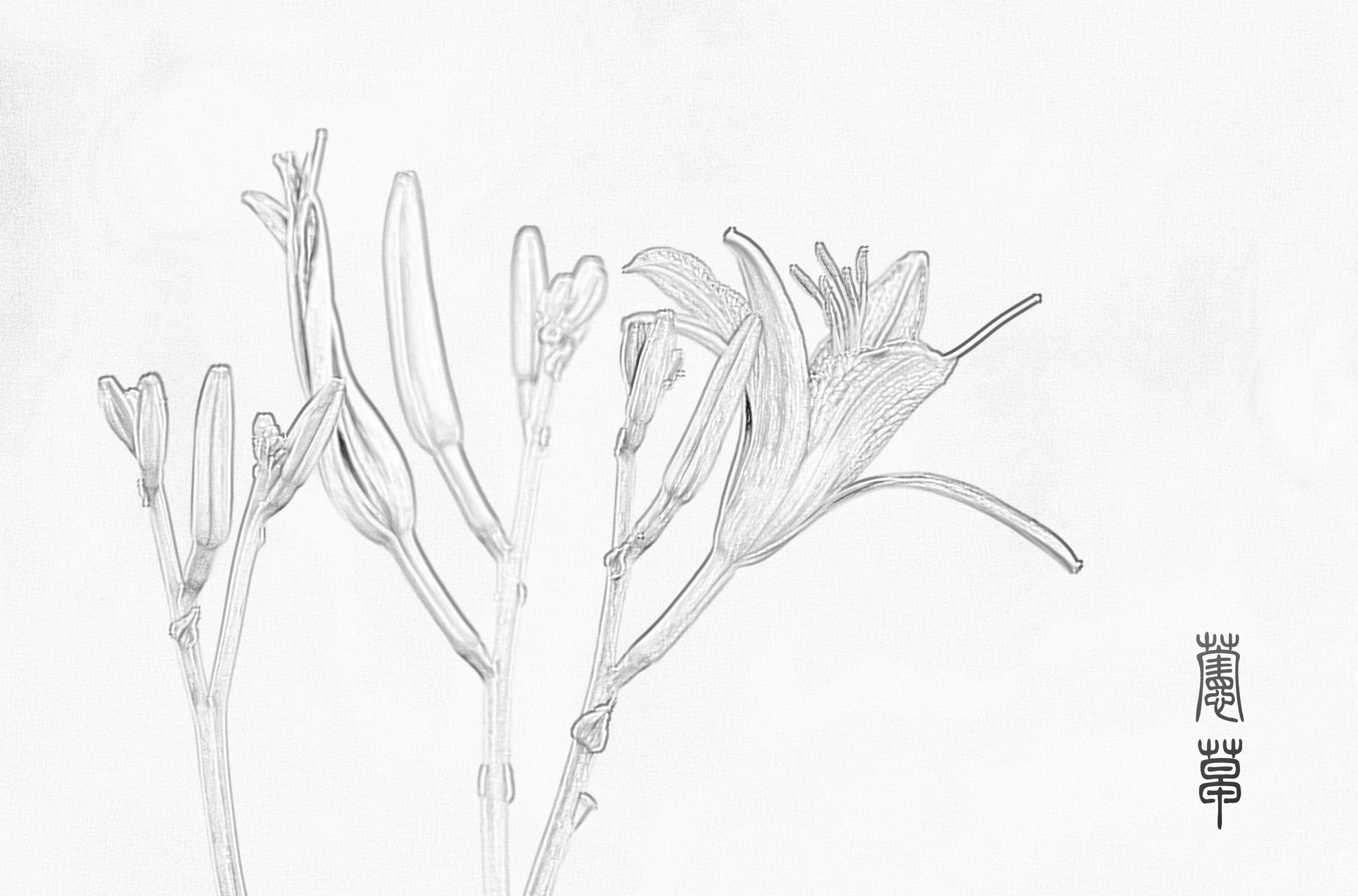 失忆的秋叶【美摄视界】