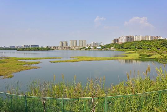 福永立新湖水库图片